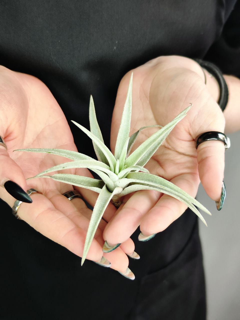 Тилландсия Капитата Пинч (Tillandsia Capitata Peach)