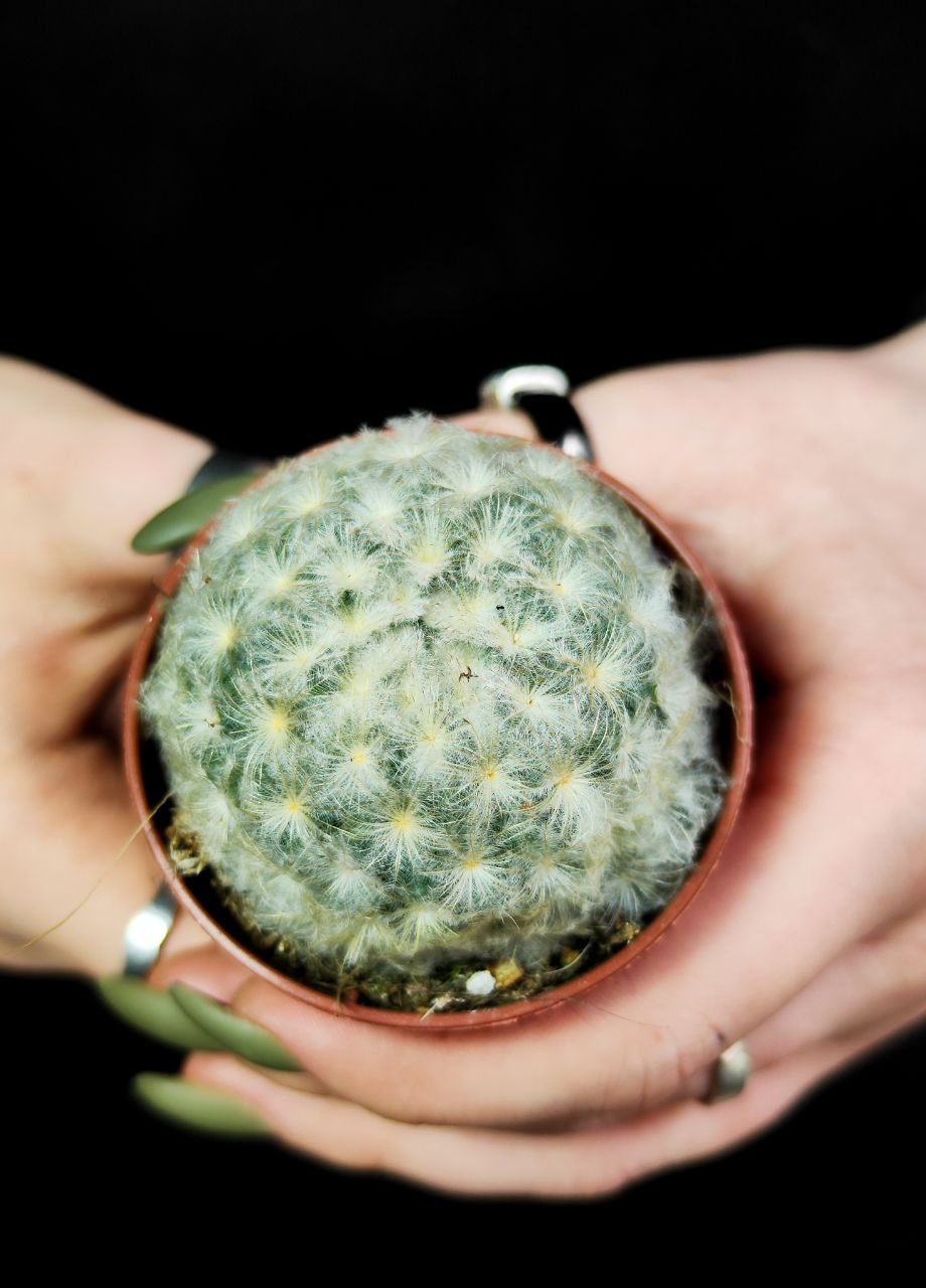 Маммиллярия Плюмоза (Mammillaria Plumosa) D5см