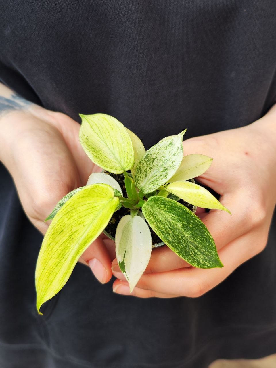 Филодендрон Флоридский Призрак (Philodendron Florida Ghost) D6см