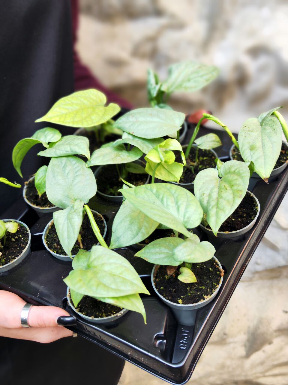 Монстера Амидриум Медиум Сильвер (Monstera Amydrium Medium Silver) D6см