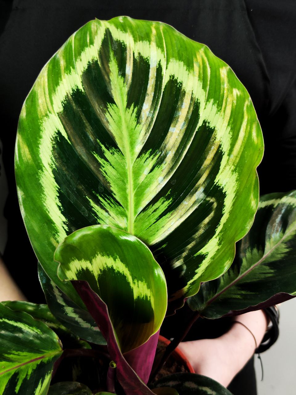 Калатея Медальон (Calathea Roseopicta Medallion) D14см