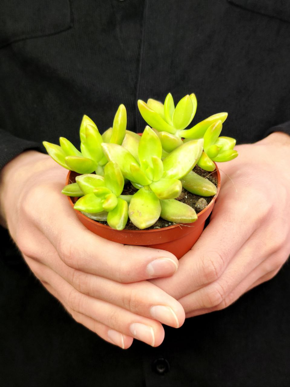 Седум Адольфа (Sedum Adolphii) D8см
