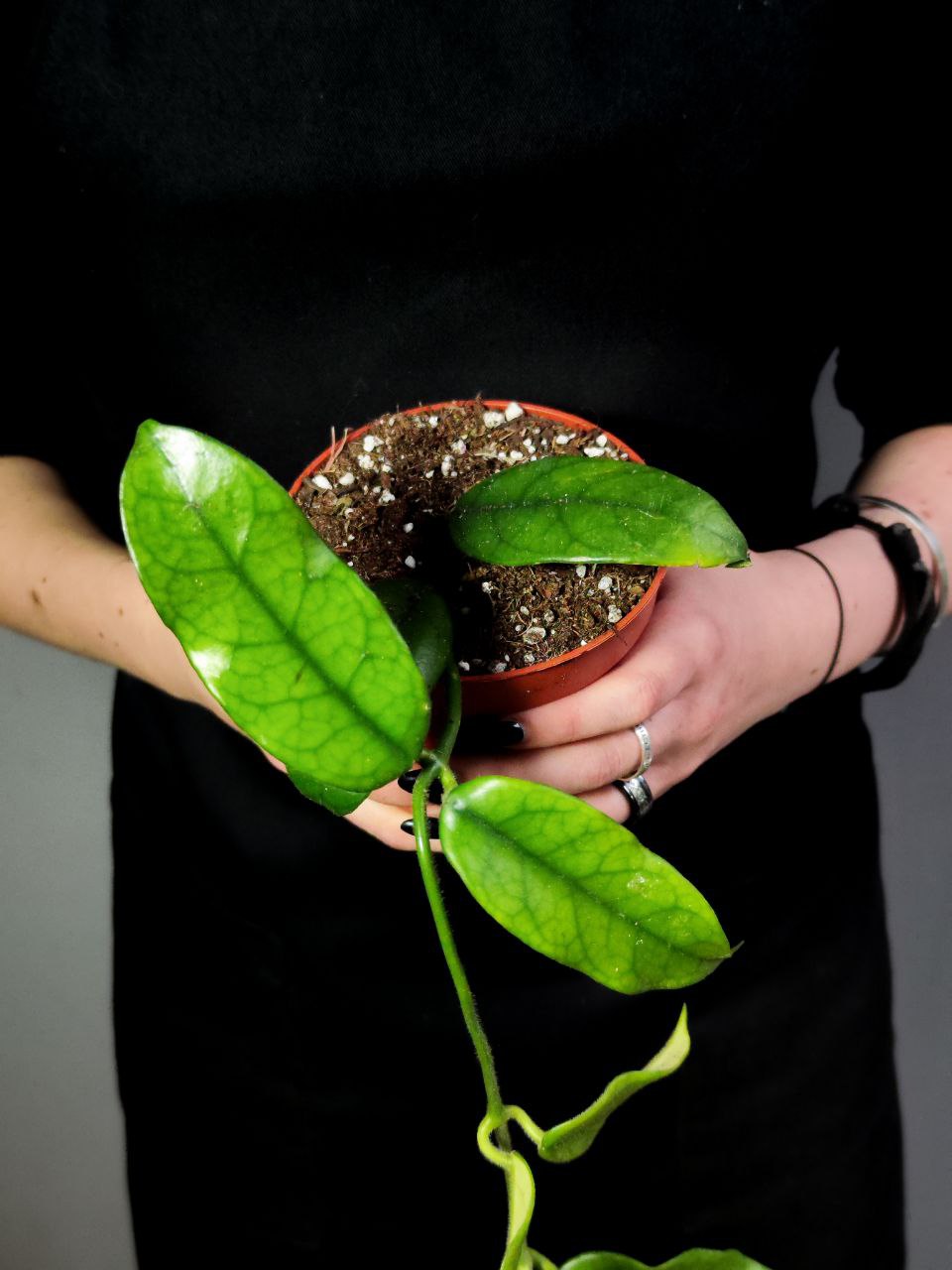 Хойя Виллоза (Hoya Villosa) D10см