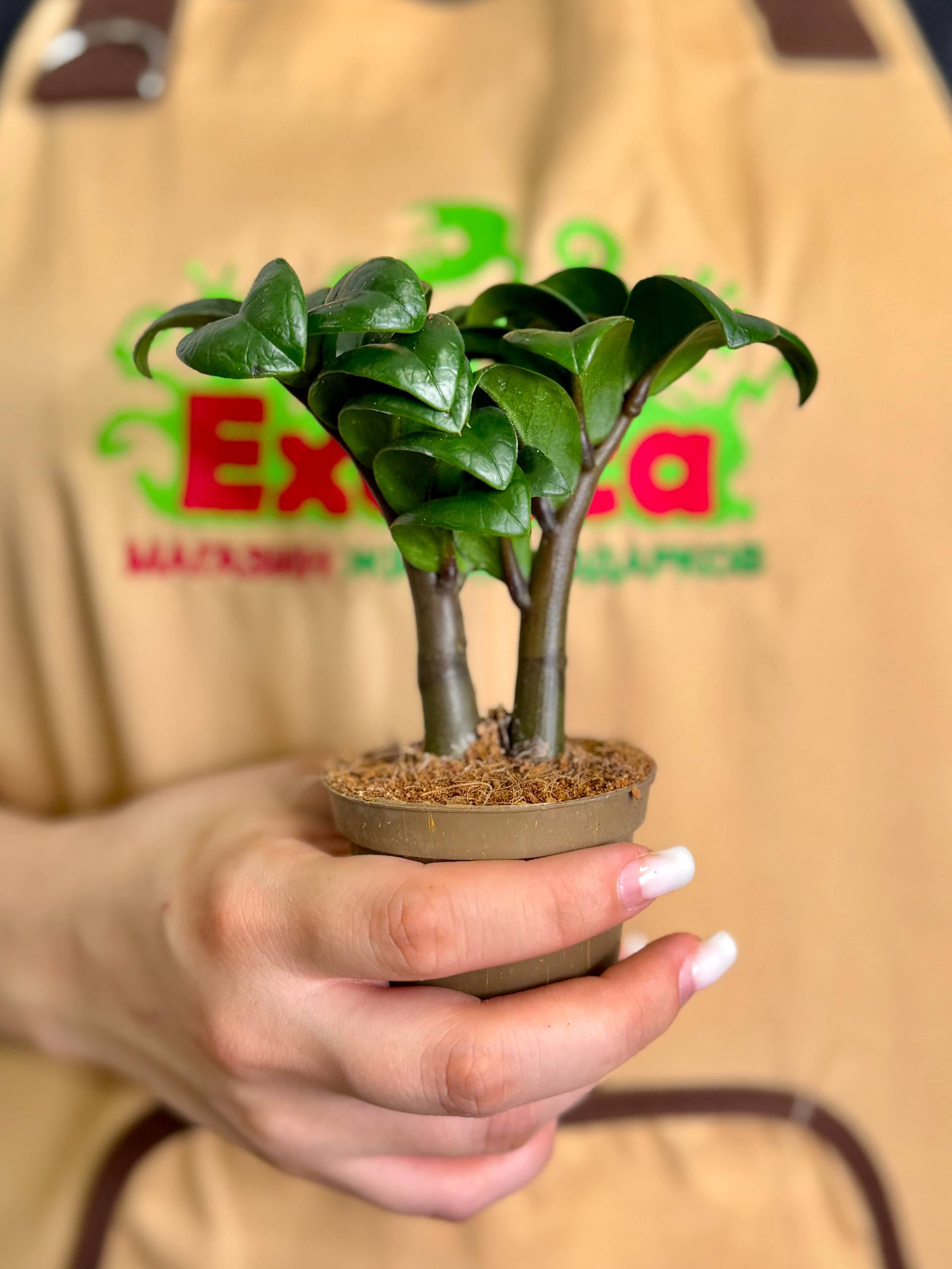 Замиокулькас Зензи Жук (Zamioculcas Zenzi Bug) D6см