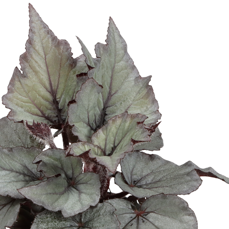 Бегония Рекс Лаккадив (Begonia Rex Spirit of Laccadive) D6см