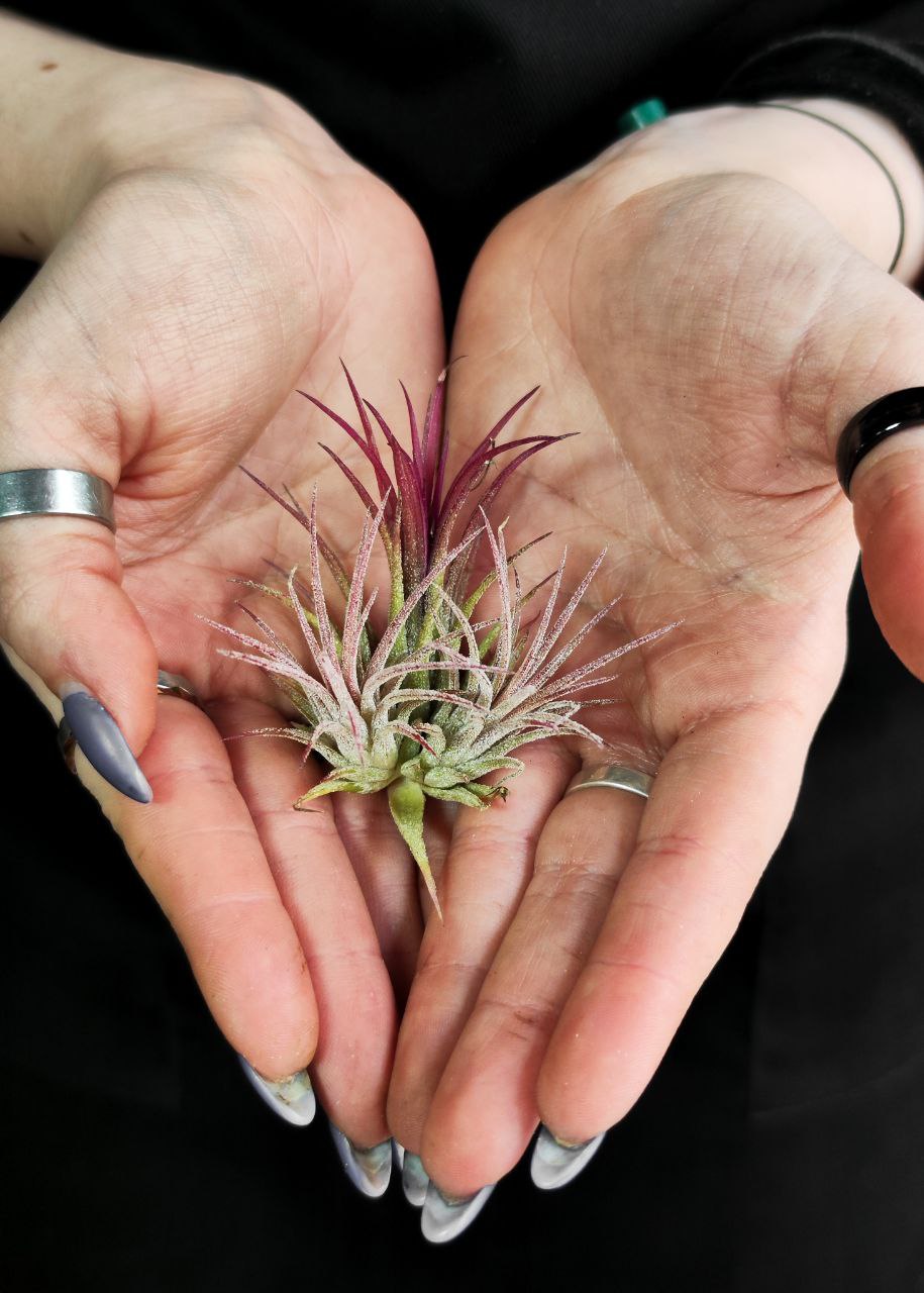 Тилландсия Ионанта Красная Болл (Tillandsia Ionantha Red Ball)