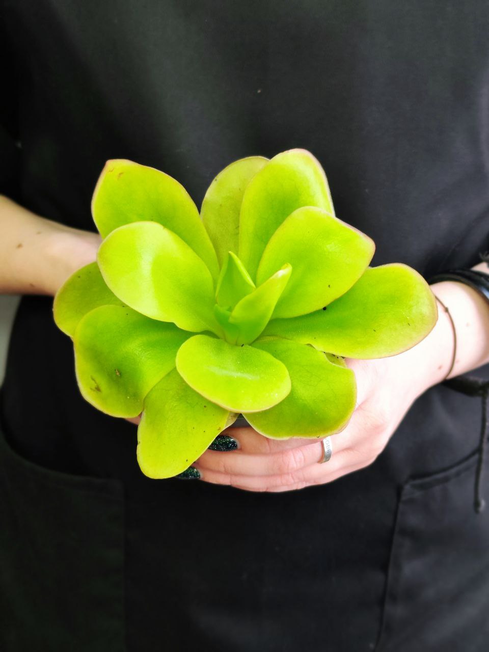 Жирянка Тина (Pinguicula Tina) D9см