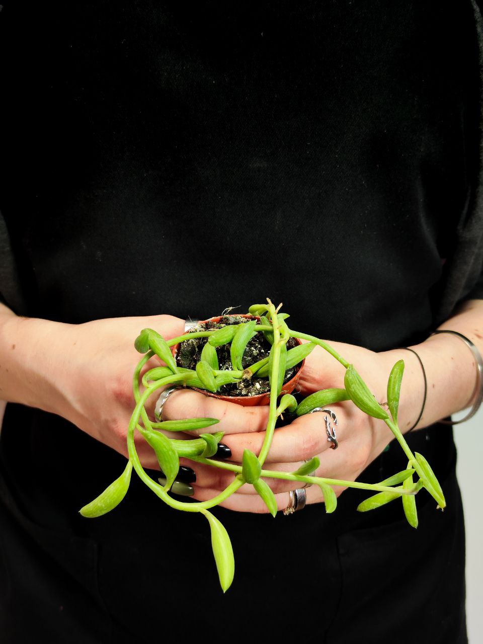 Крестовник Радиканс Бананас (Senecio Radicans) D6см