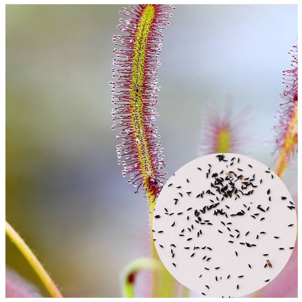 Семена Росянки Капской (Drosera capensis) от 50 шт