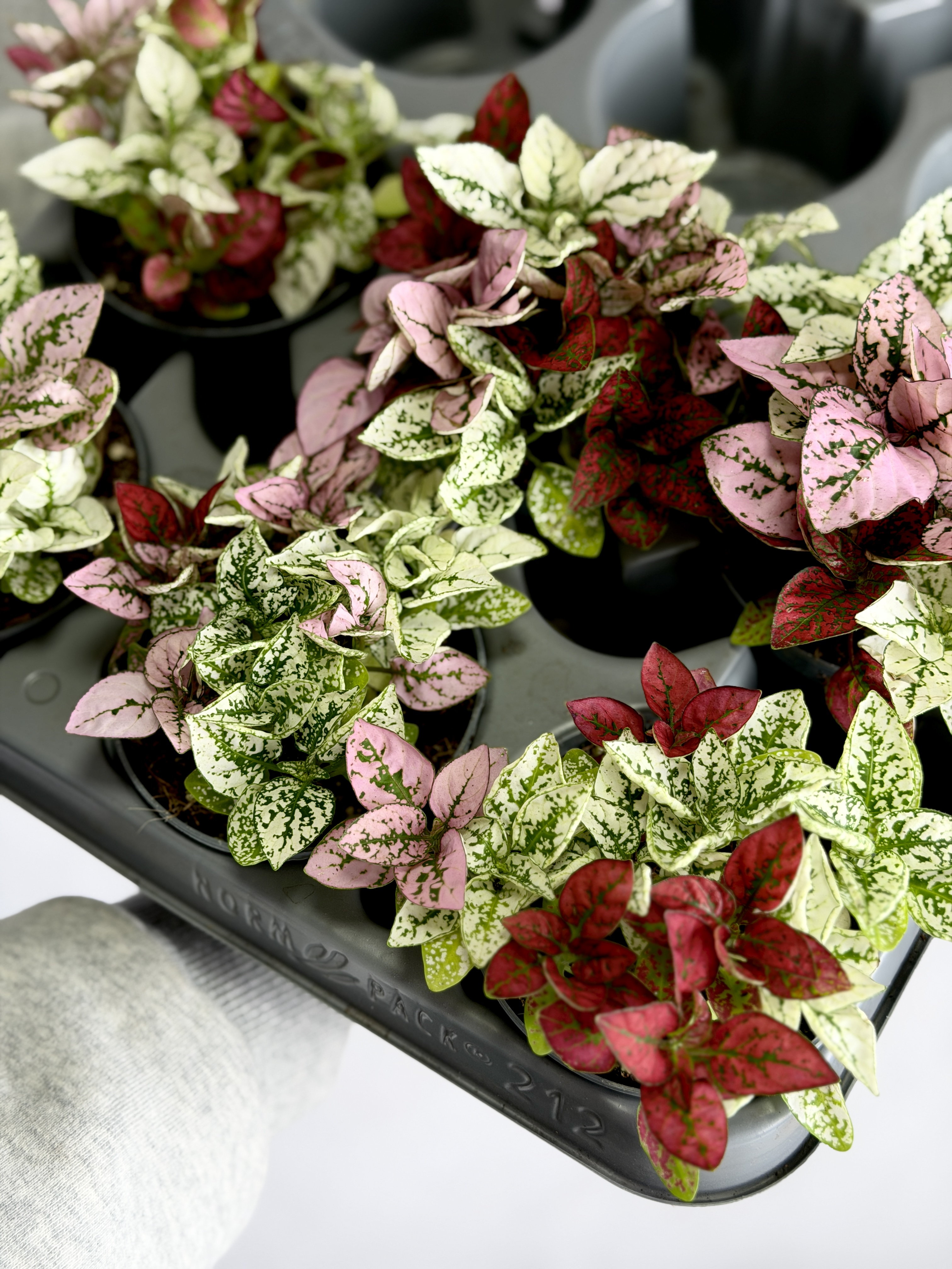 Гипоэстес Конфетти (Hypoestes Confetti) D8,5см