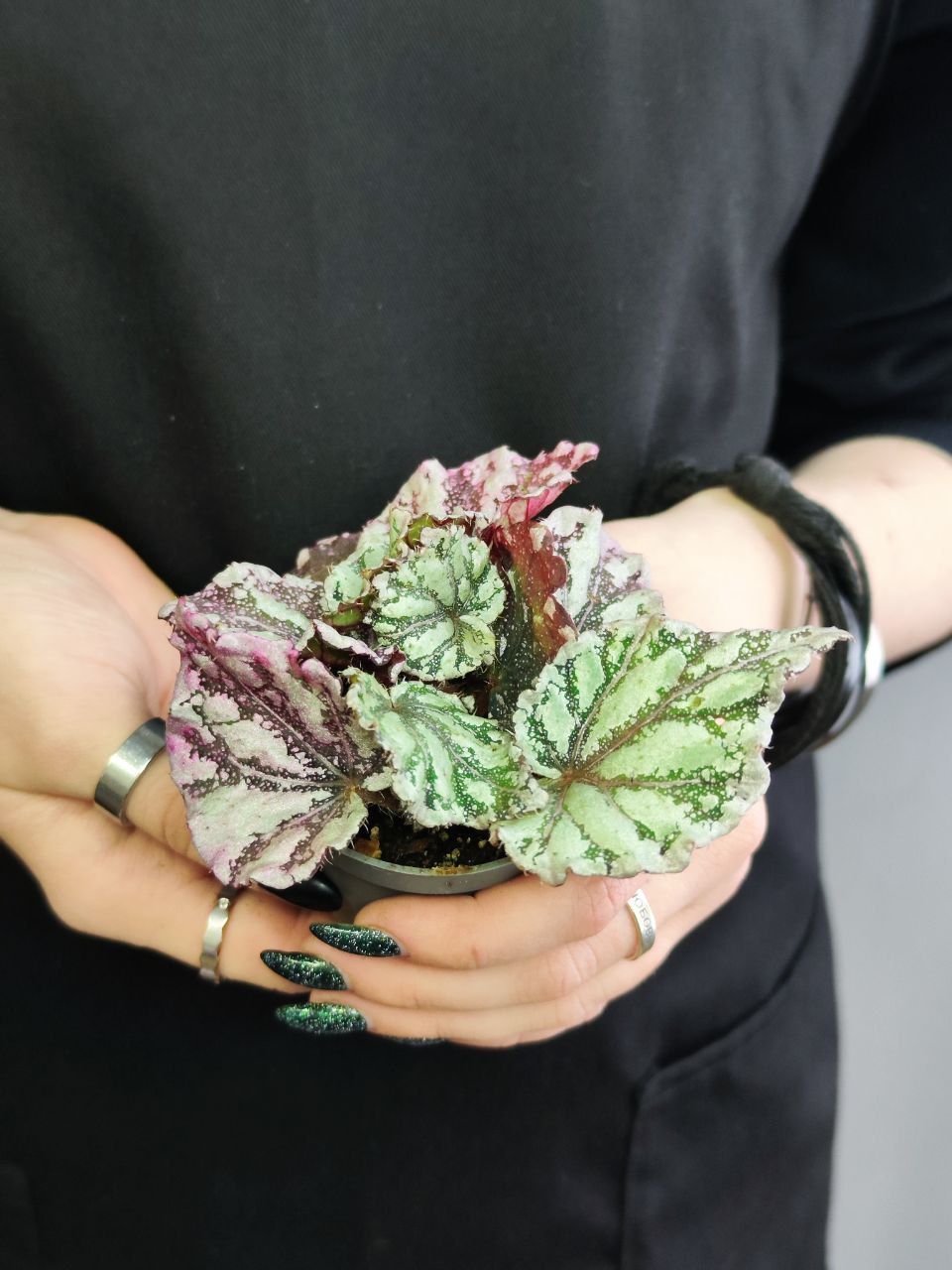 Бегония Рекс Дьюдроп (Begonia Rex Dew Drop) D6см