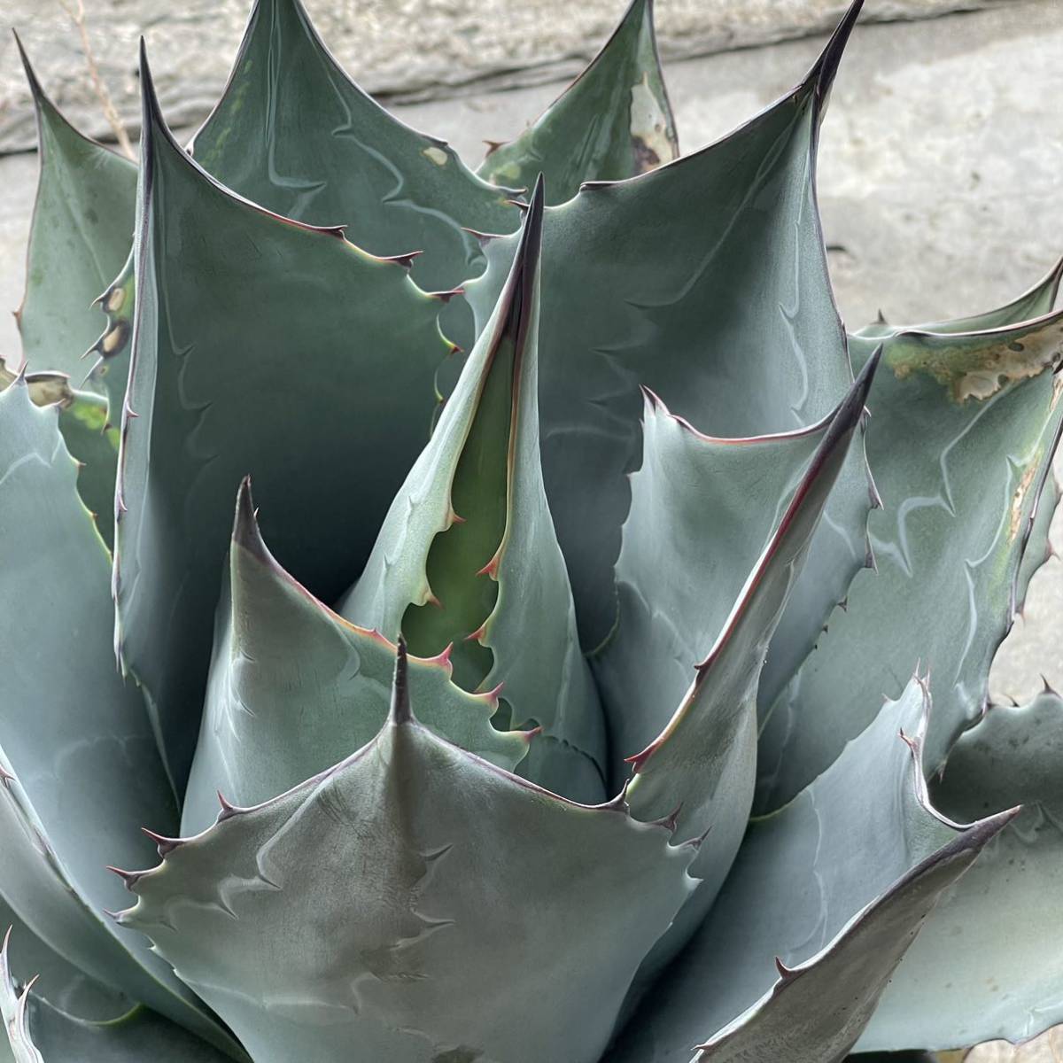 Агава Паррасская (Agave Parrasana) D5см