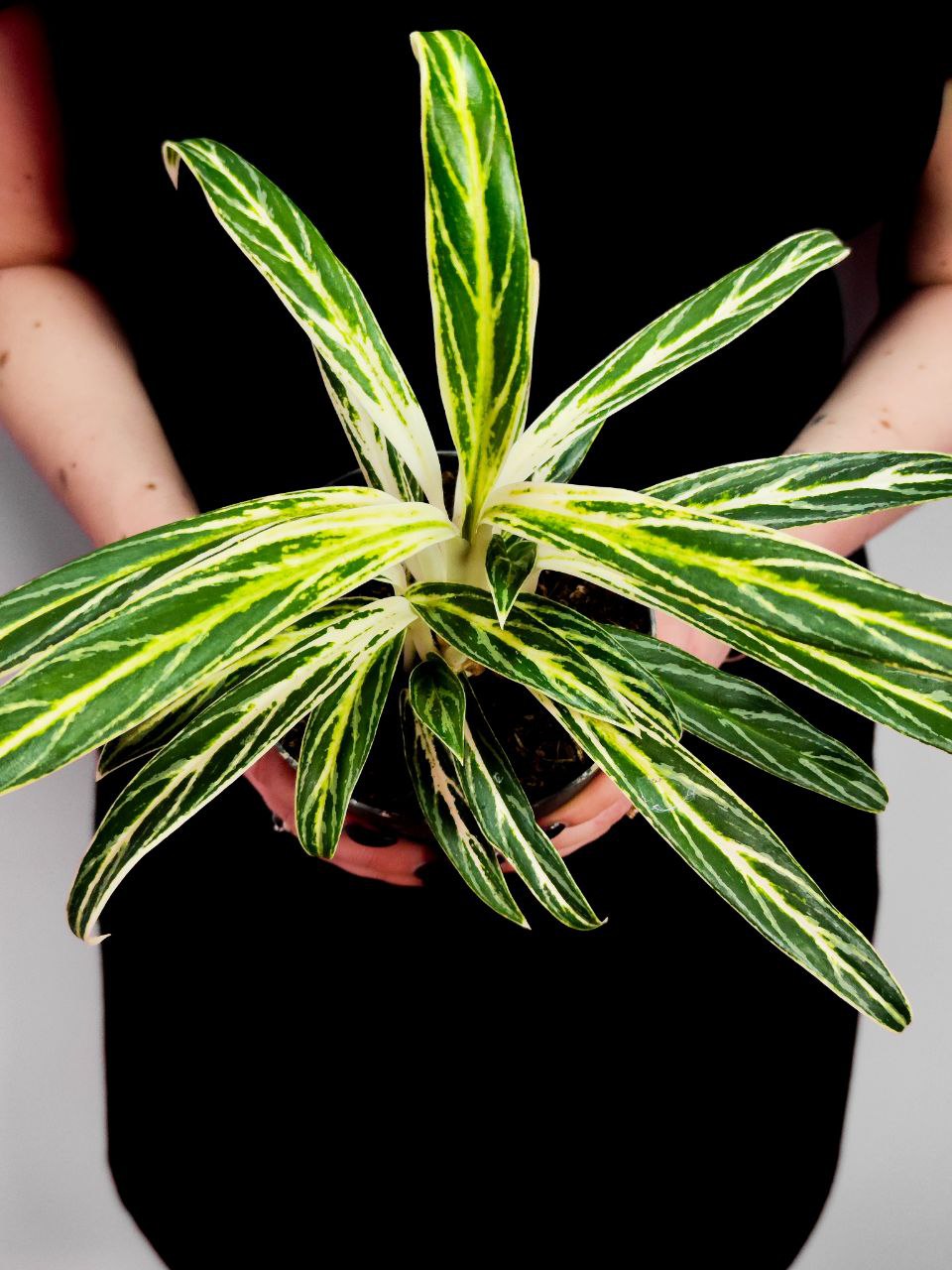 Аглаонема Зебра (Aglaonema Zebra Feathers) D12см