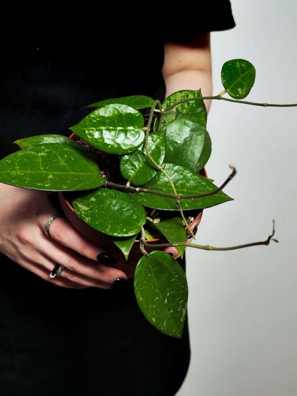 Хойя Паразитика Блэк Маржин (Hoya Parasitica Black Margin) D10см