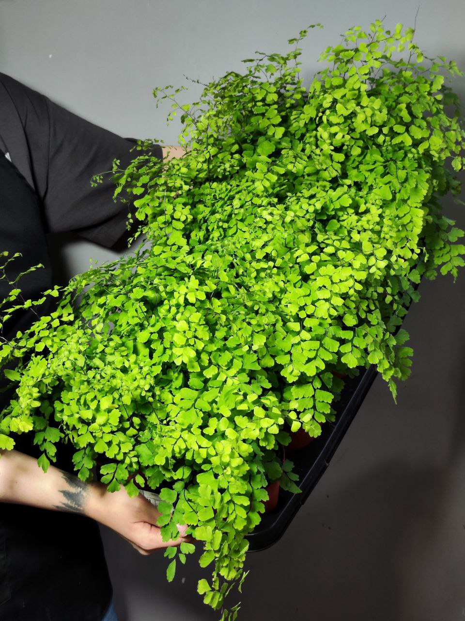 Адиантум Фрагранс, или Курчавый Папоротник (Adiantum Fragrans) D12см