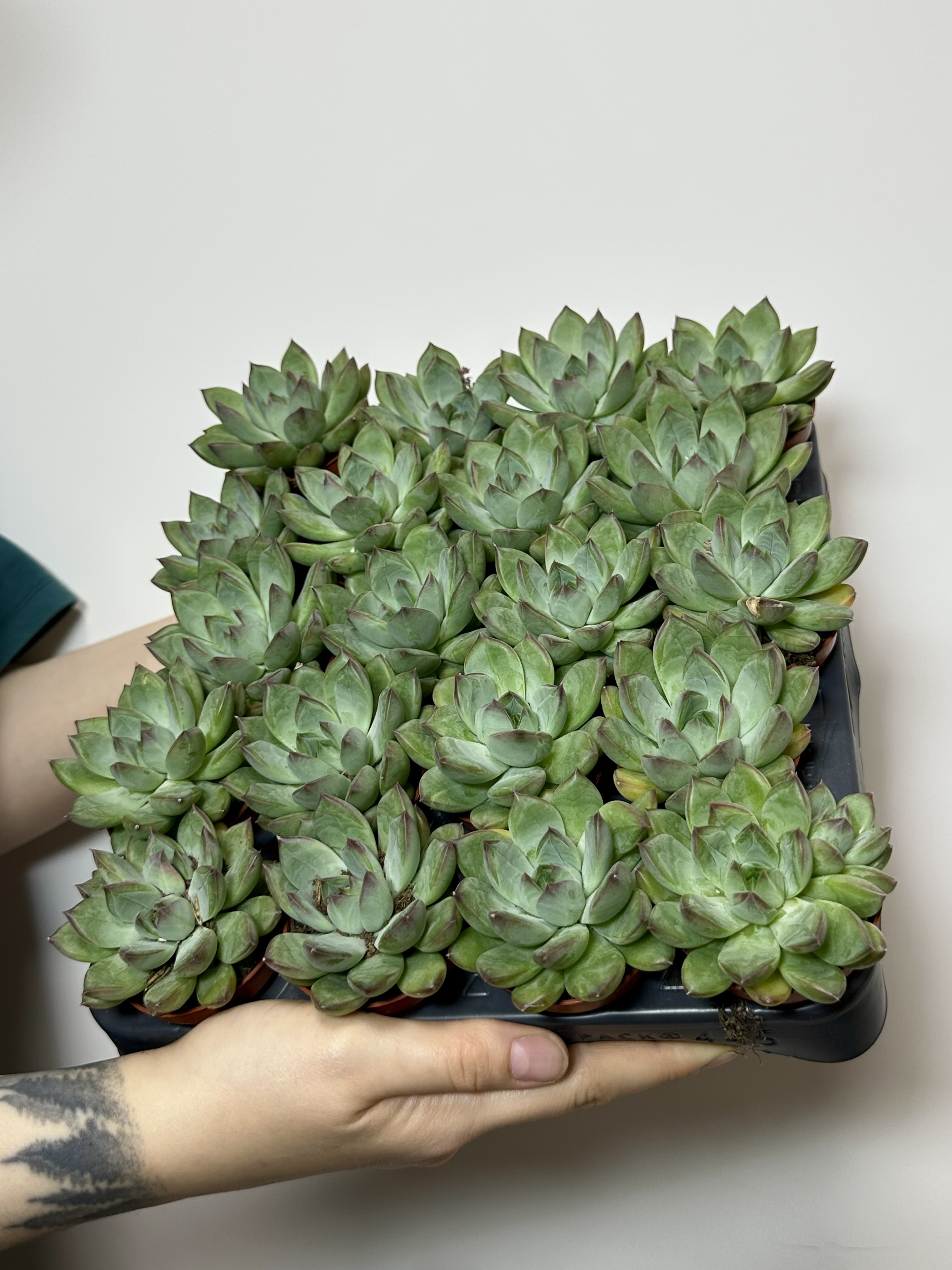 Эхеверия Ригель (Echeveria Riegel) D5см