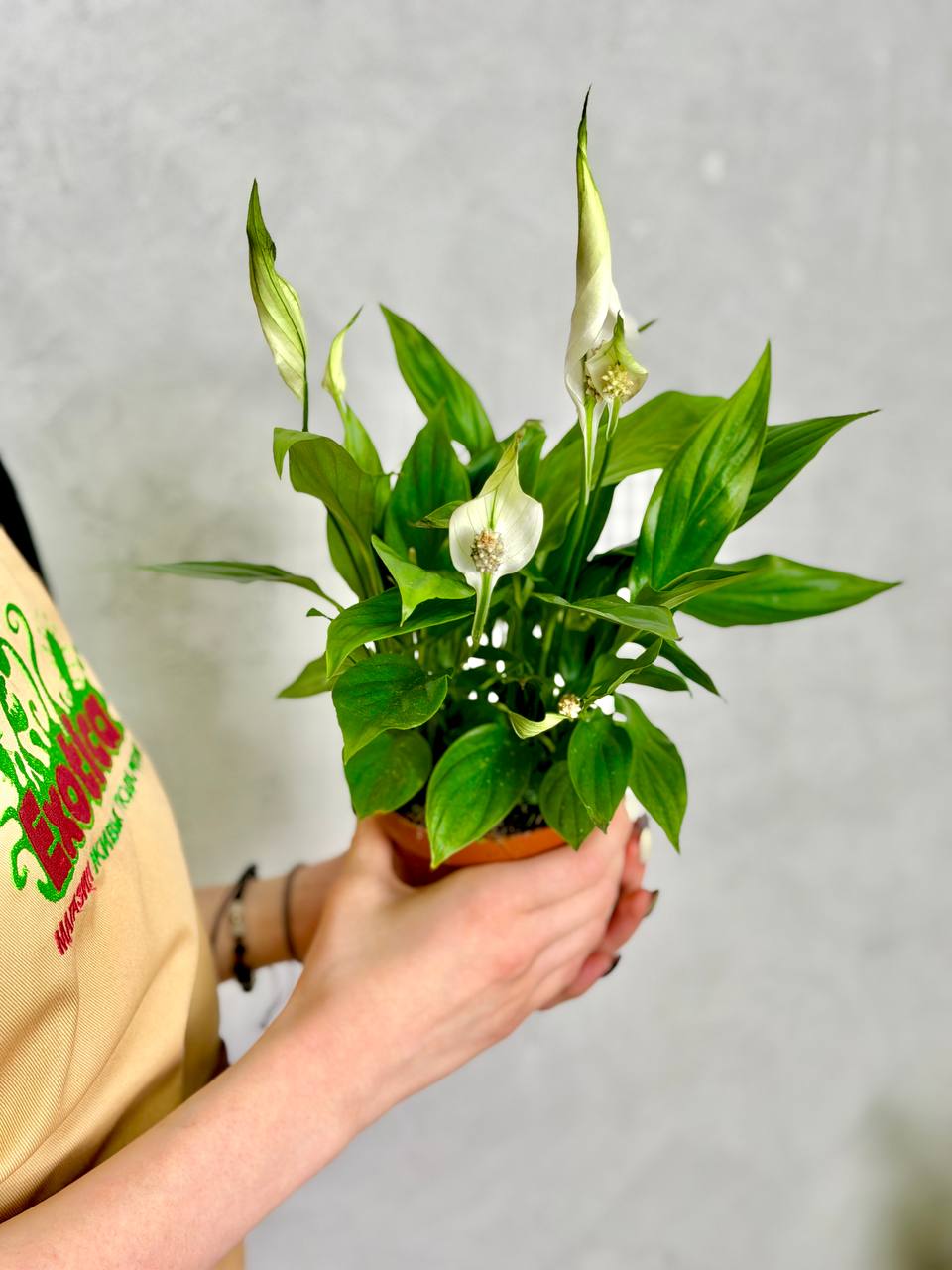 Спатифиллум Алана (Spathiphyllum Alana) D9см
