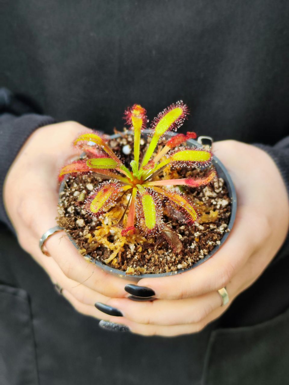 Росянка Геркулес (Drosera Hercules) D9см