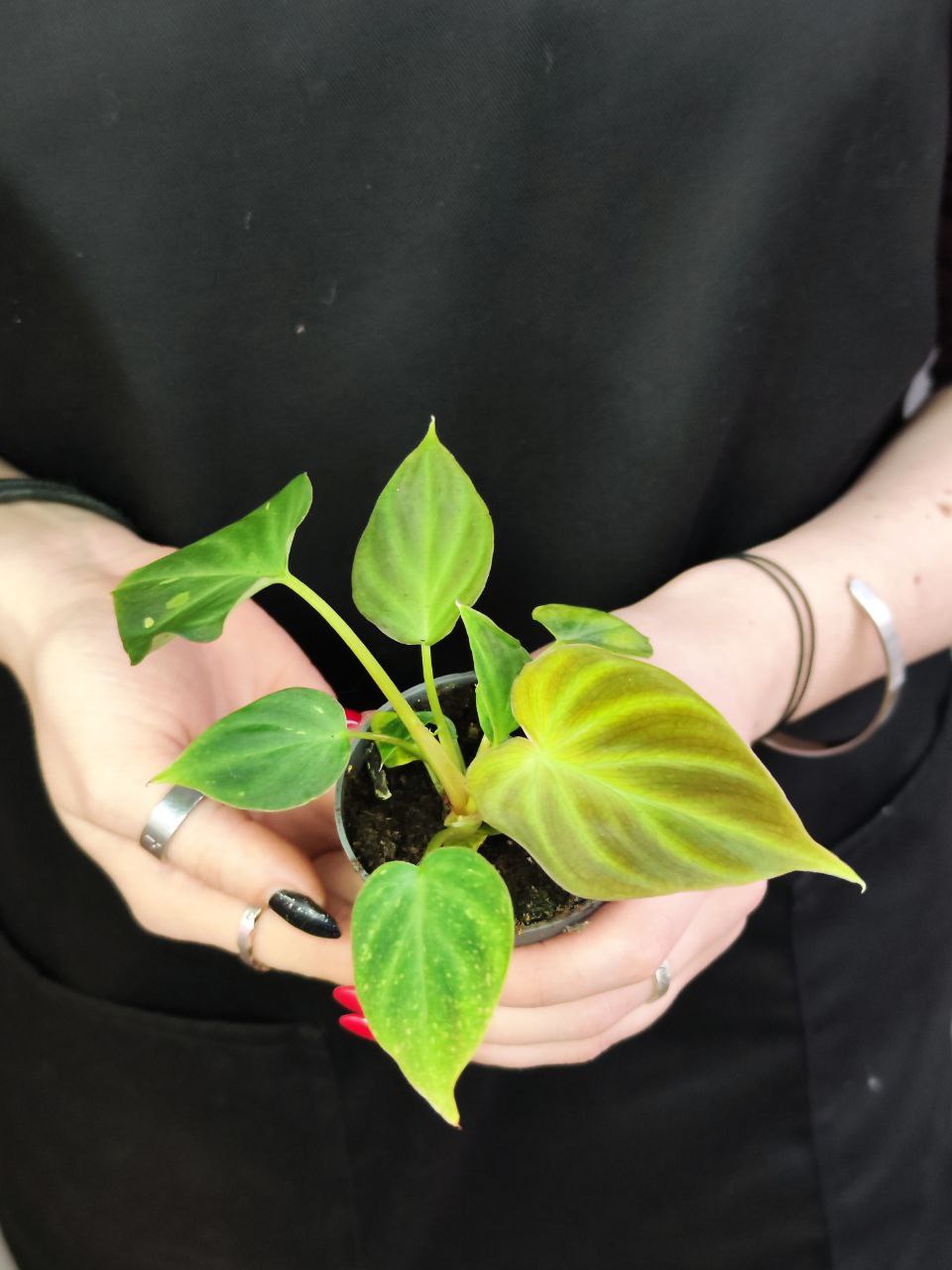 Филодендрон Веррукозум, или Бородавчатый (Philodendron Verrucosum) D6см