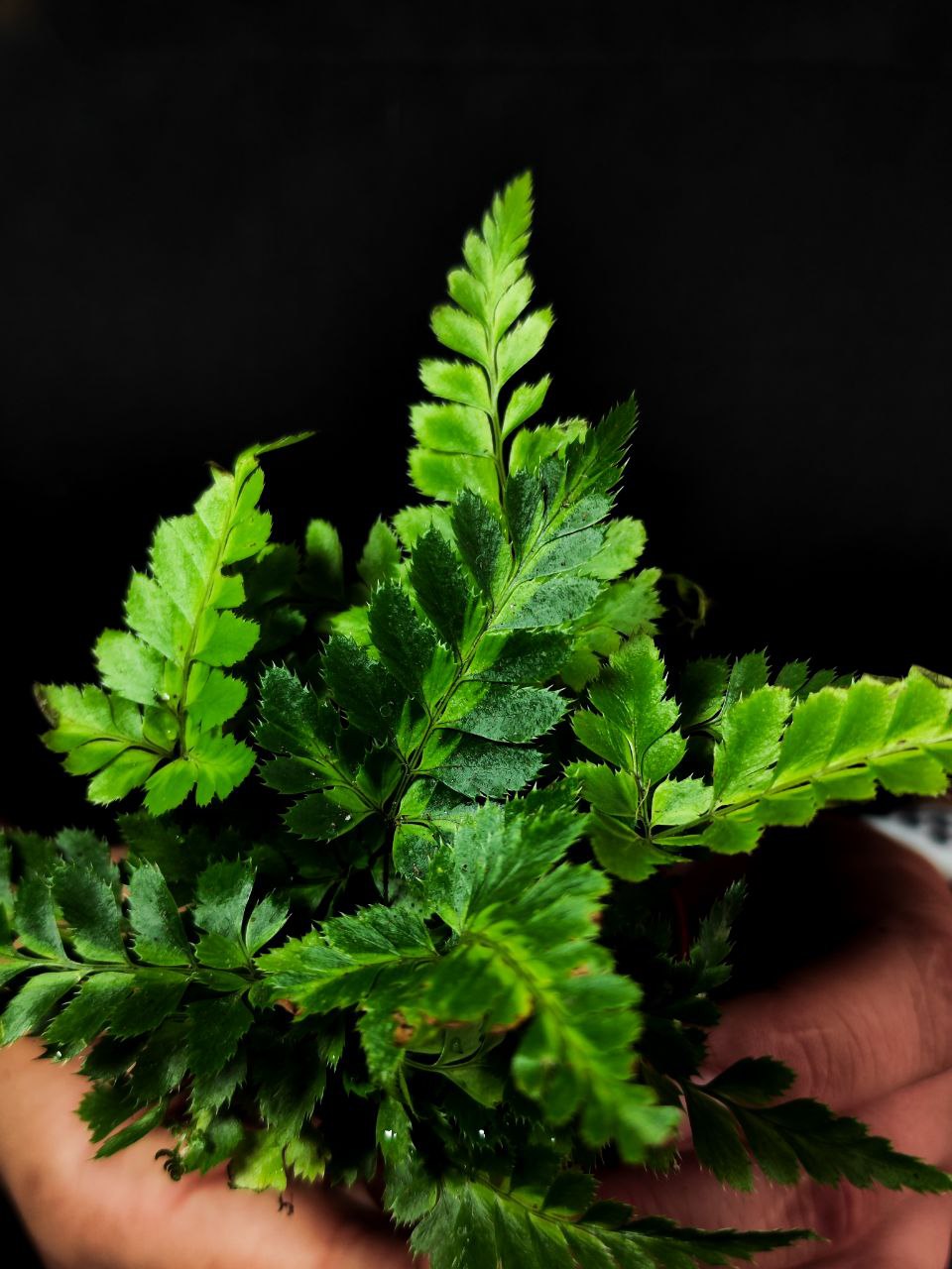 Румора Адиантиформис Вариегата (Rumohra Adiantiformis Variegata) D5см