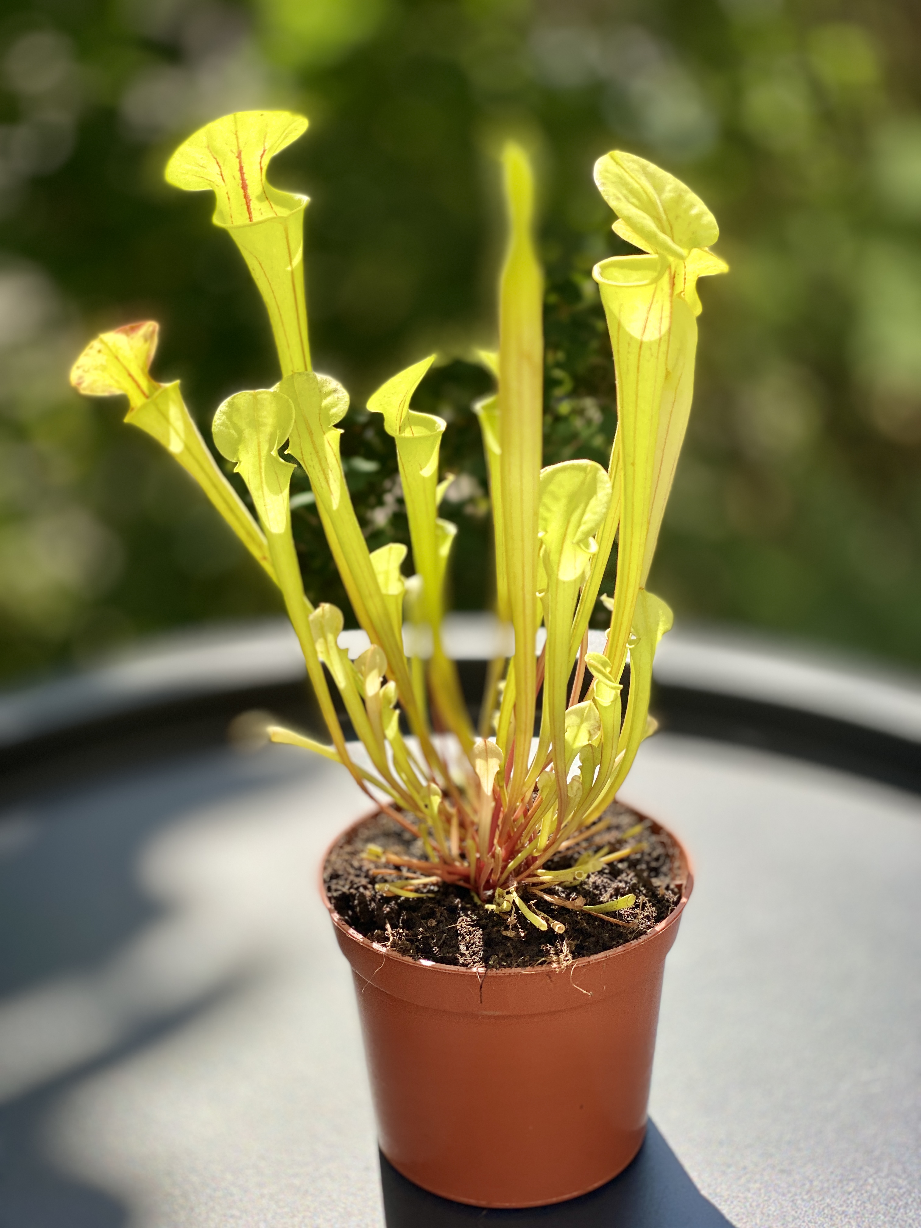 Саррацения Флава (Sarracenia Flava) D9см