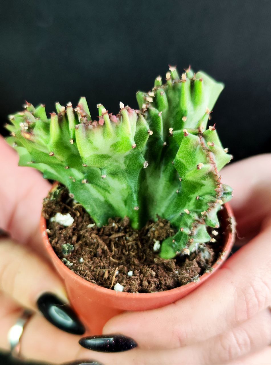 Кактус Маммиллярия Кристата Микс (Cactus Mammillaria Crestata Mix) D5см