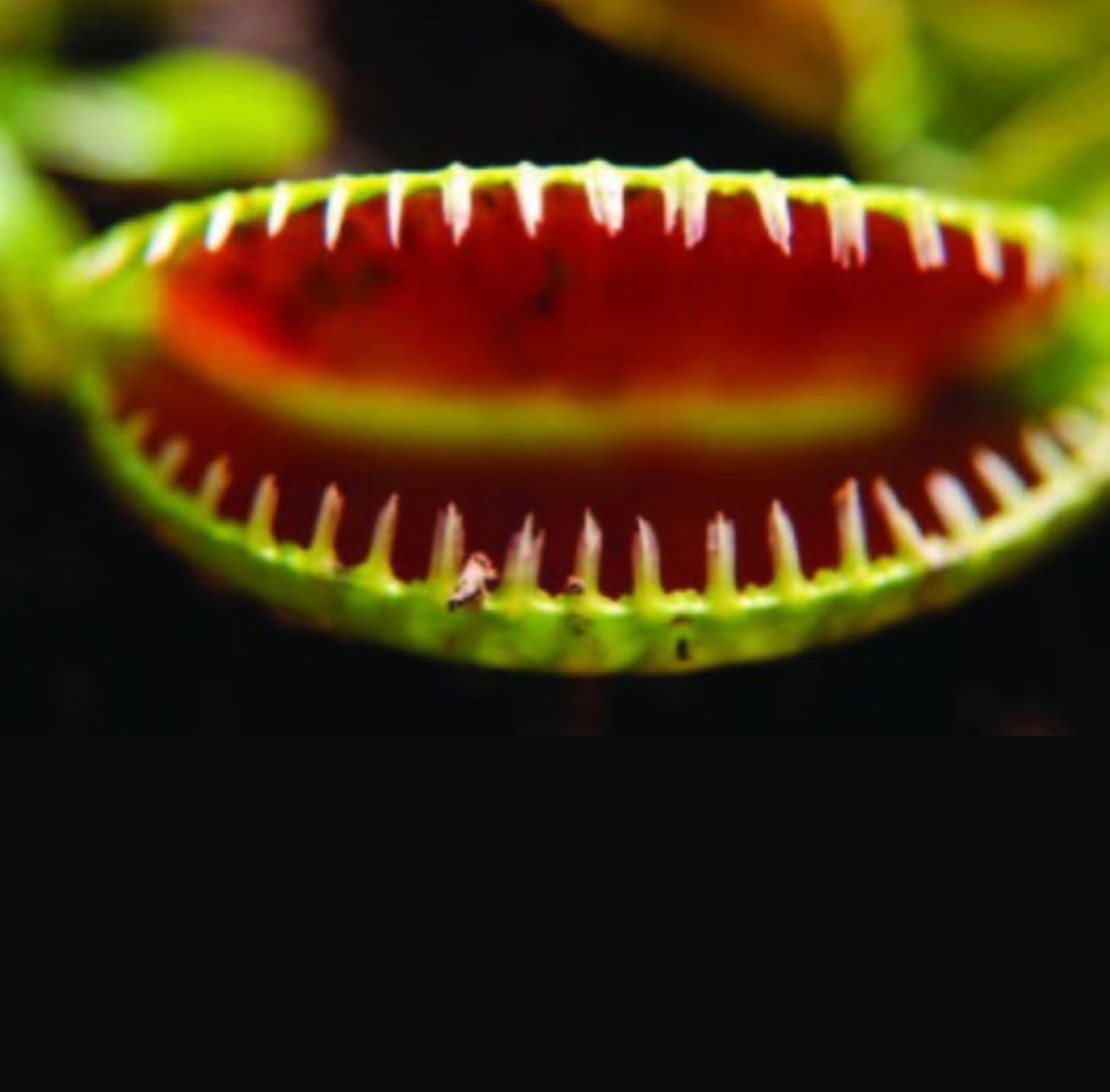 Венерина Мухоловка "Чужой" (Dionaea Muscipula Alien) D5см