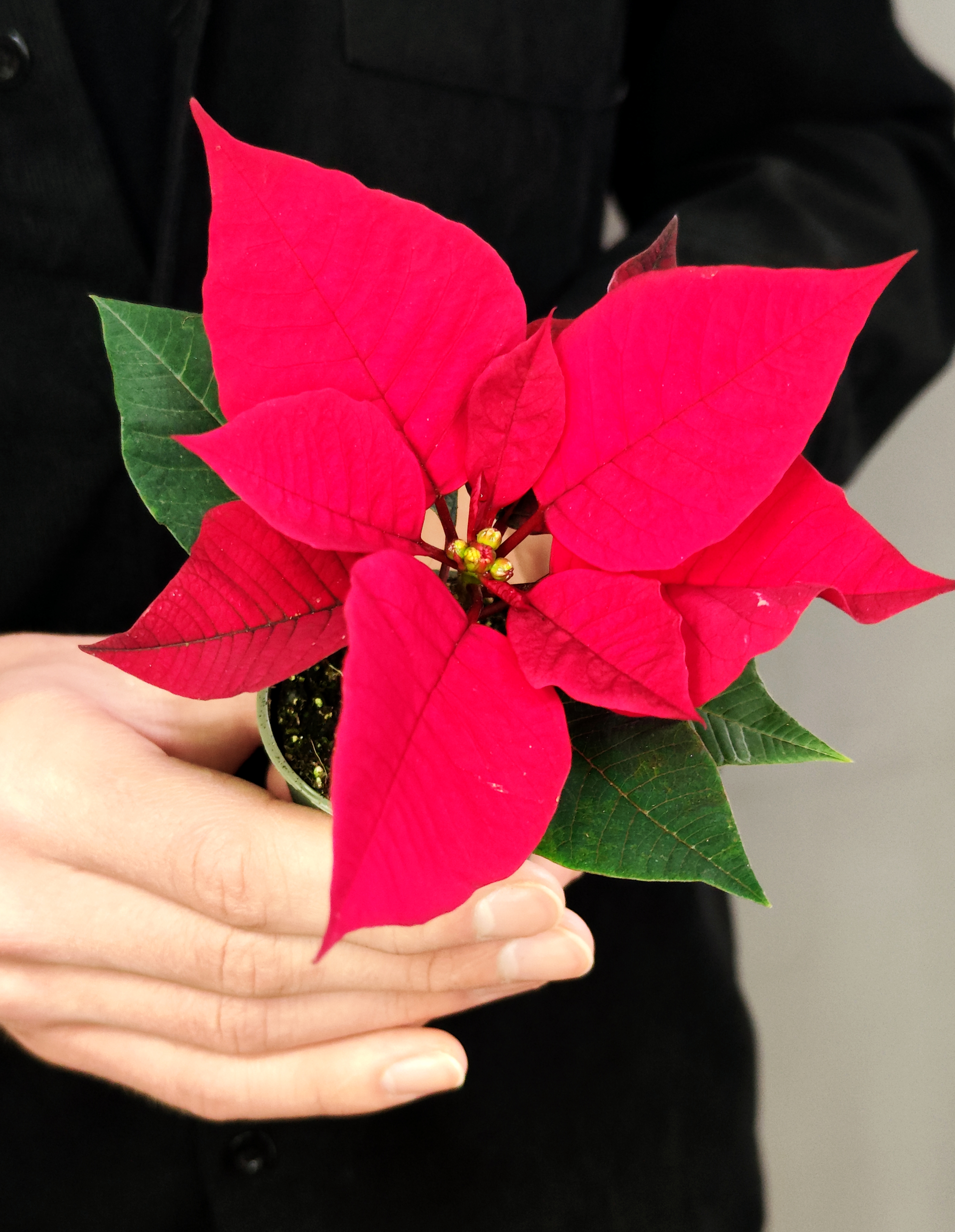 Пуансеттия Фрея Красная (Poinsettia Freya Red) D6см
