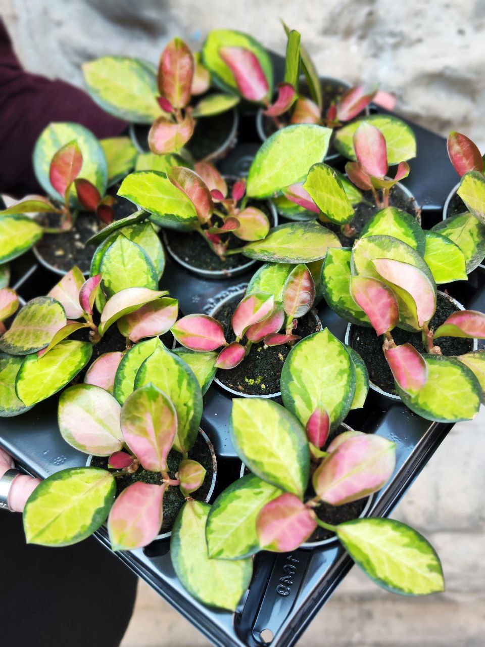 Хойя Лиза Аустралис (Hoya Australis Lisa) D6см