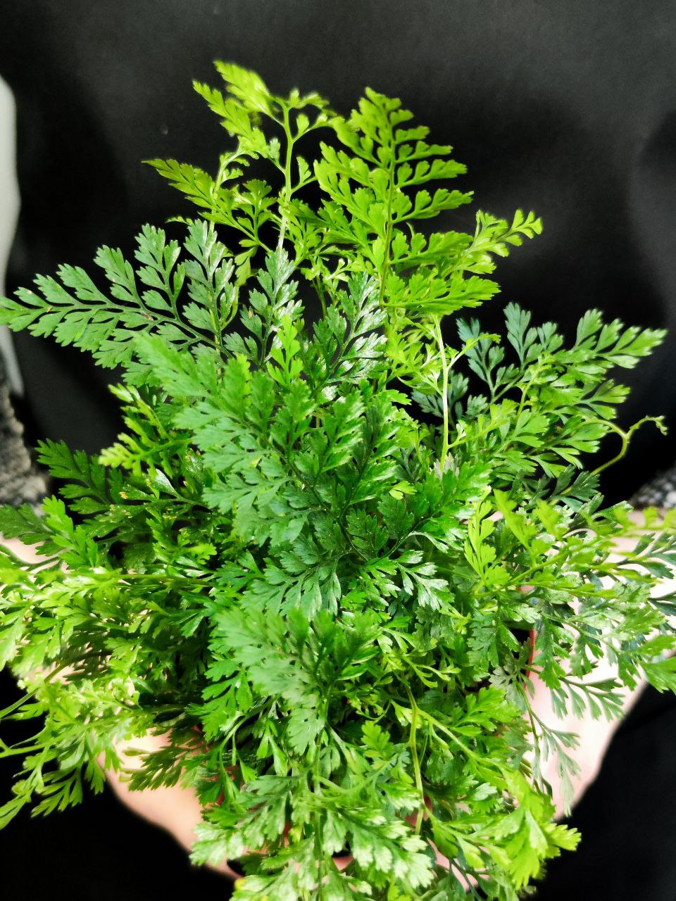 Даваллия Фиджийская (Davallia Fijiensis) D8,5см