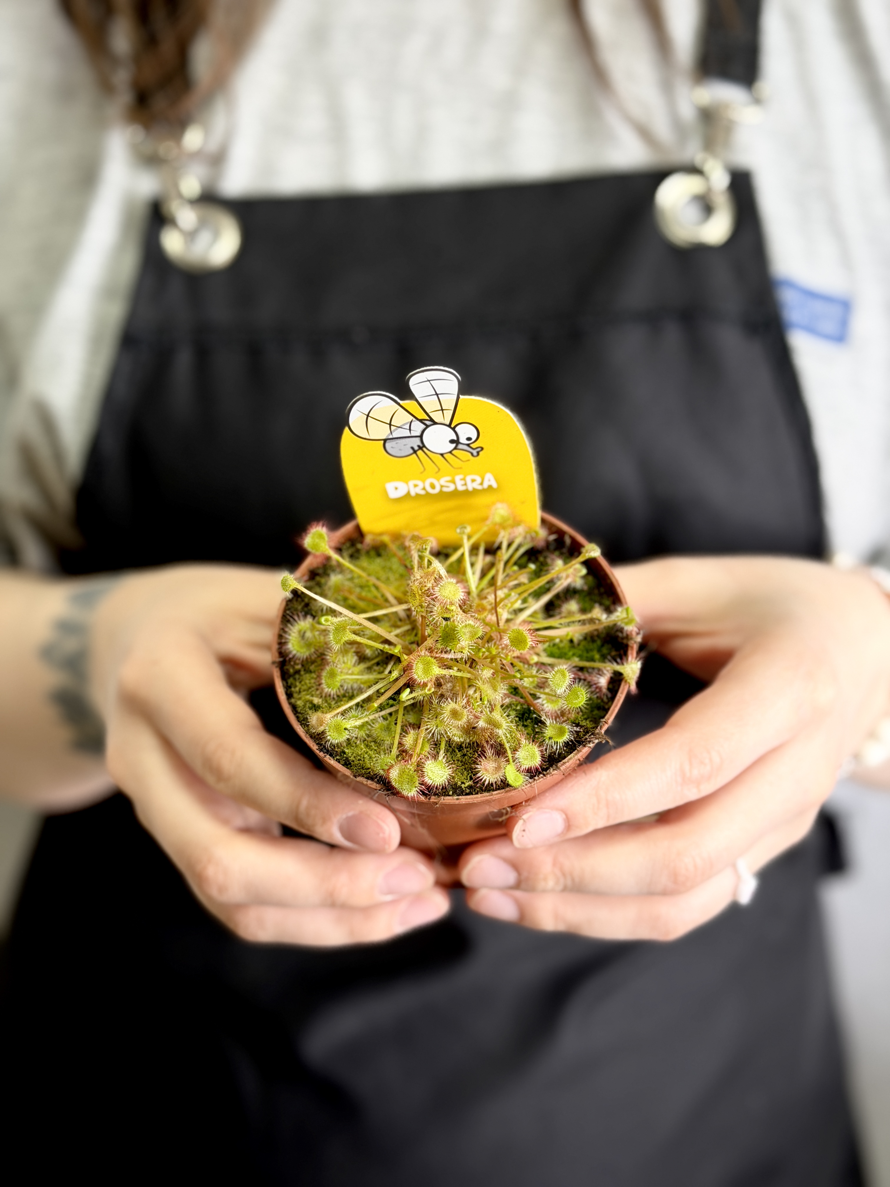 Росянка Круглолистная (Drosera Rotundifolia) D9см