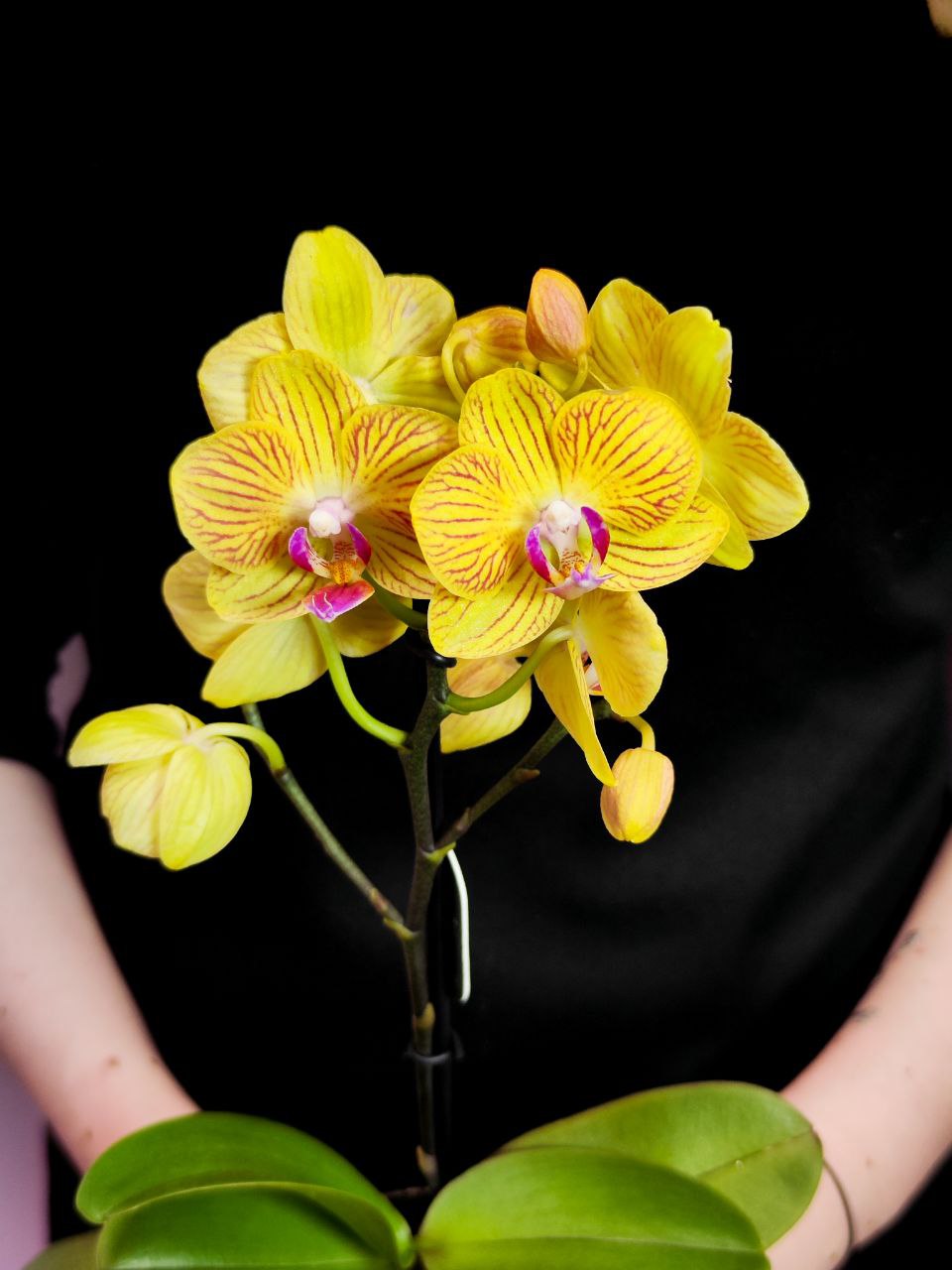 Орхидея Фаленопсис Желтая Торино (Phalaenopsis Torino Yellow) D6см