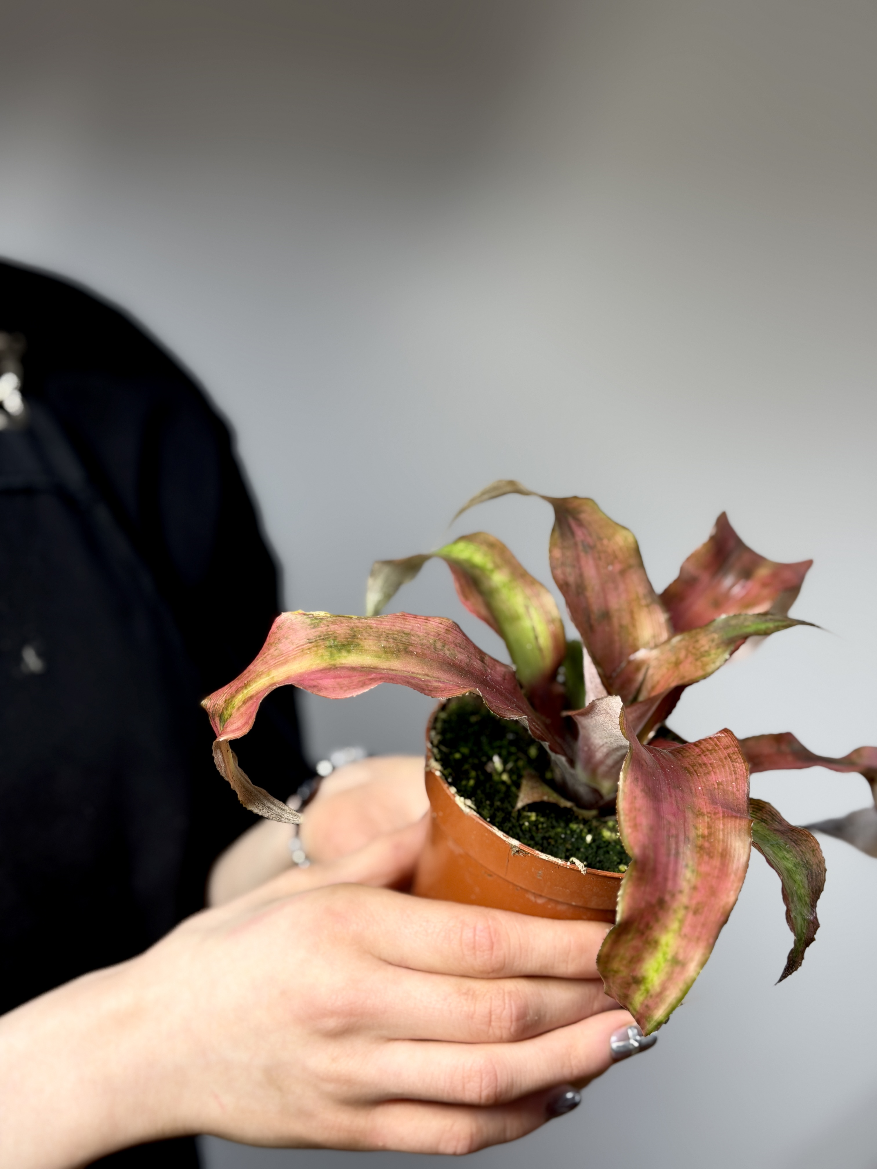 Криптантус Клубничный Фламбе (Cryptanthus Strawberry Flambee) D9см
