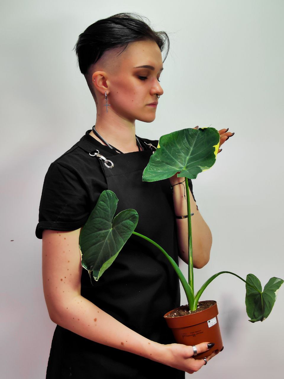 Алоказия Микки Маус (Alocasia Xanthosoma Mickey Mous) D12см