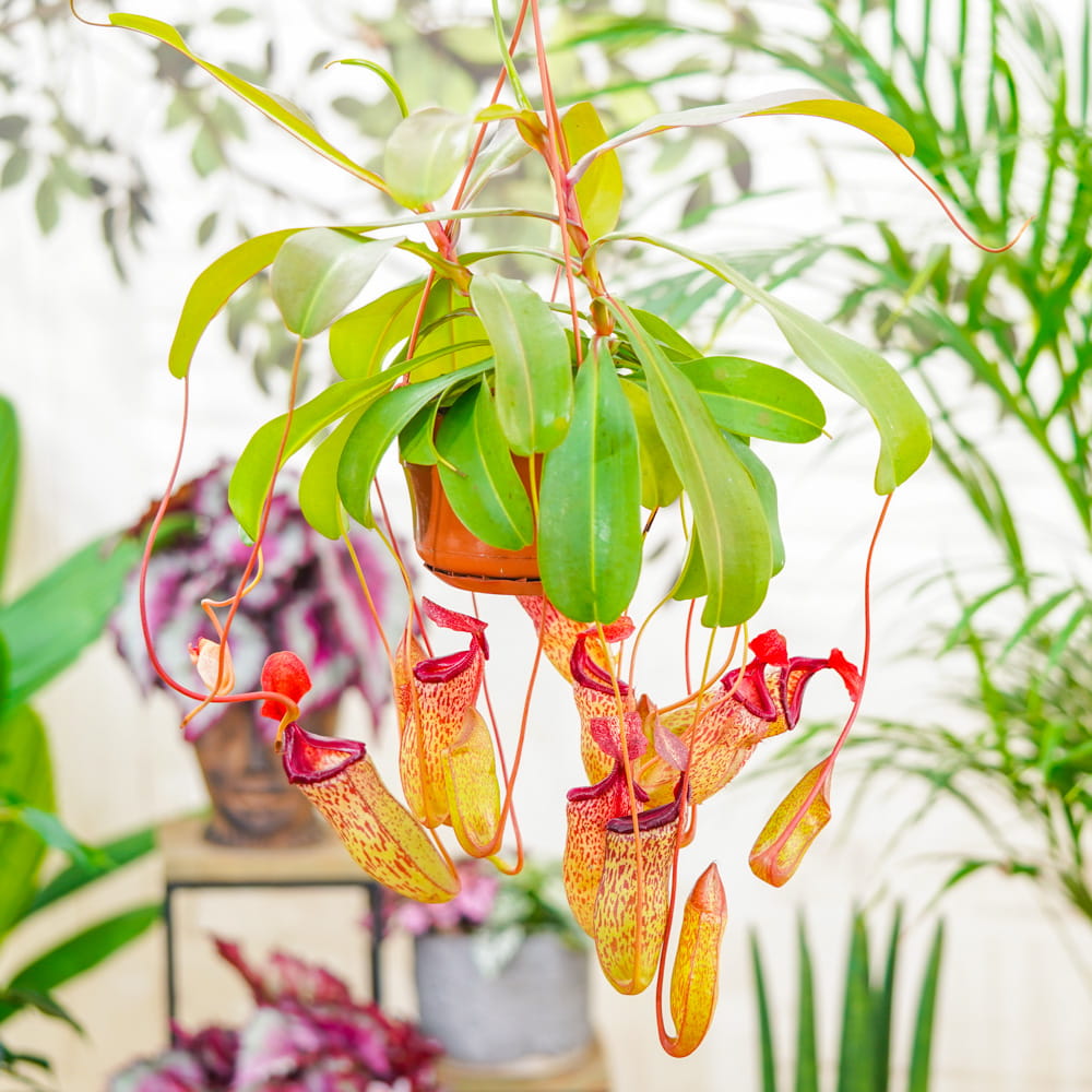 Непентес Сэм (Nepenthes Sam) D14см