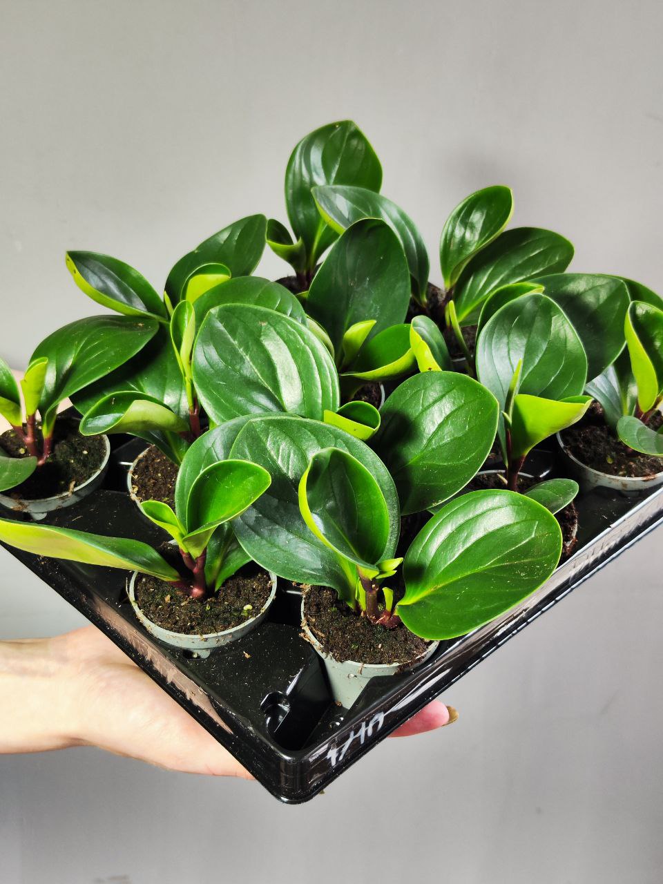 Пеперомия Ред Каньон (Peperomia Red Canyon) D5см