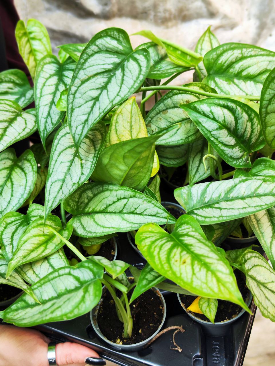 Монстера Сильтепекана, или Монстера Сальвадор (Monstera Silte pe Can) D6см