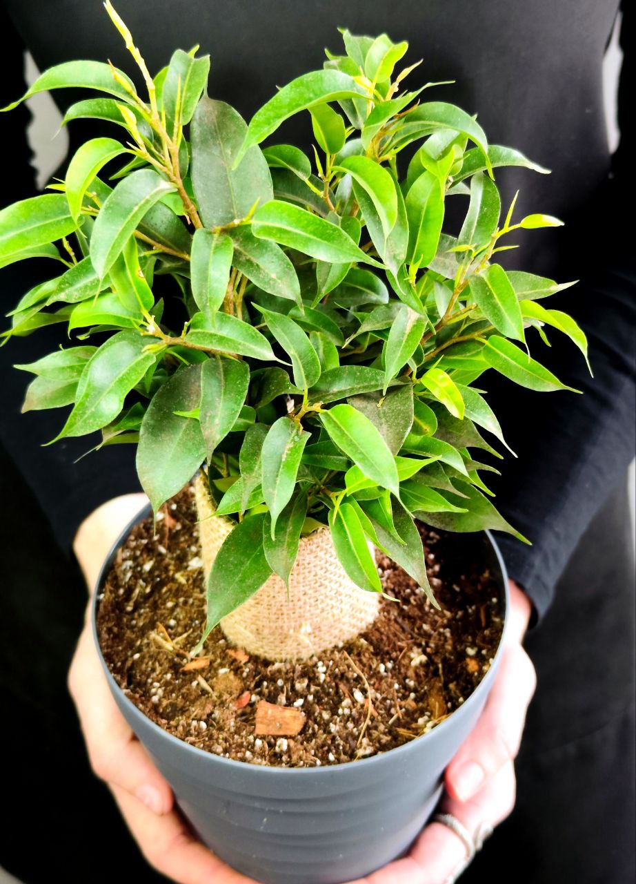 Фикус Бенджамина Наташа (Ficus Benjamina Natasja), пересаженный D12см