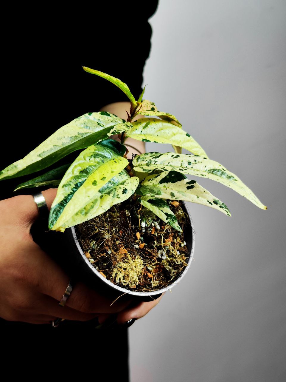 Фикус Сагитата Вариегата Пинк (Ficus Sagittata Variegata Pink) D9см