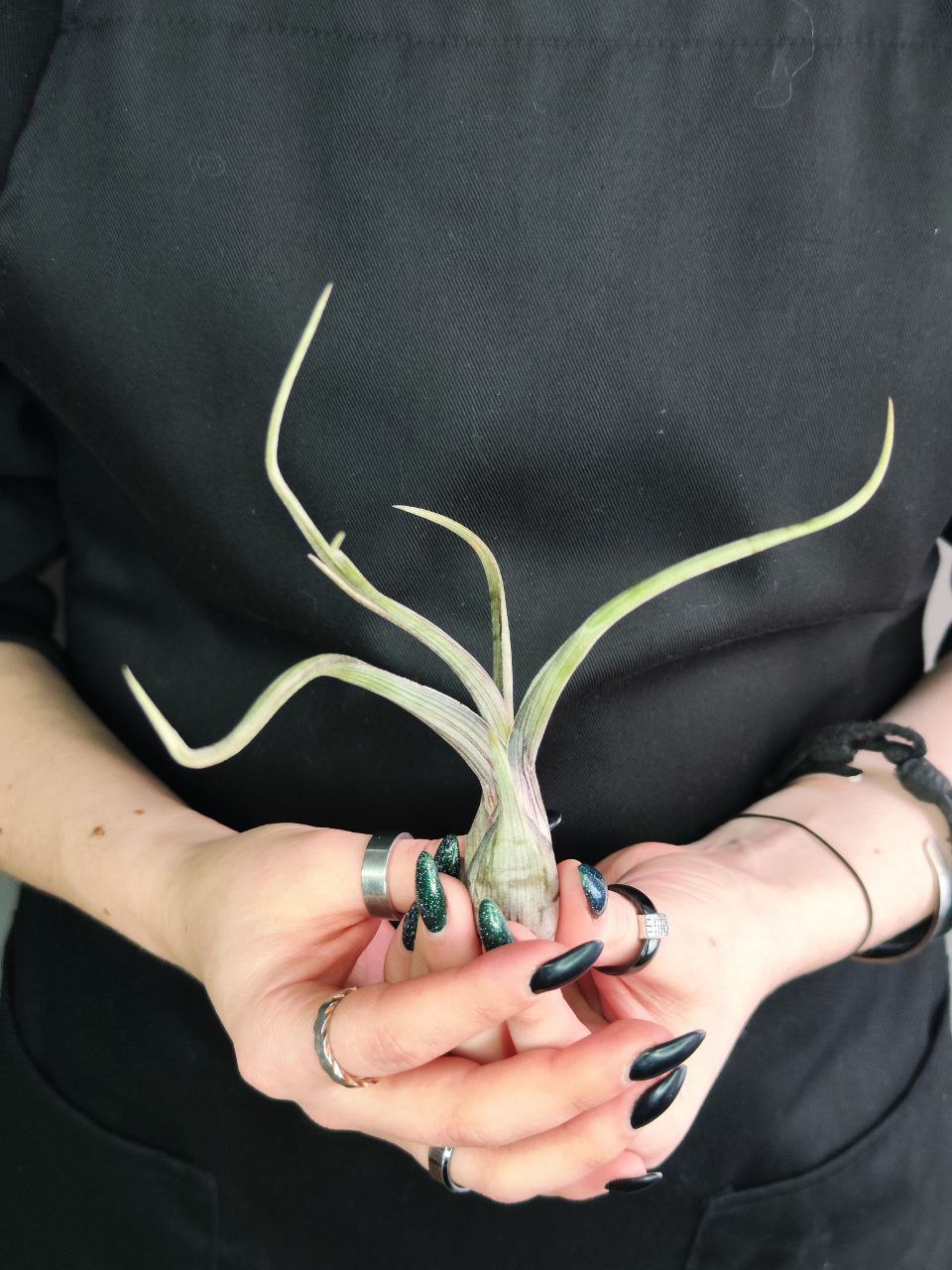 Тилландсия Псевдобалей (Tillandsia Pseudobaileyi)