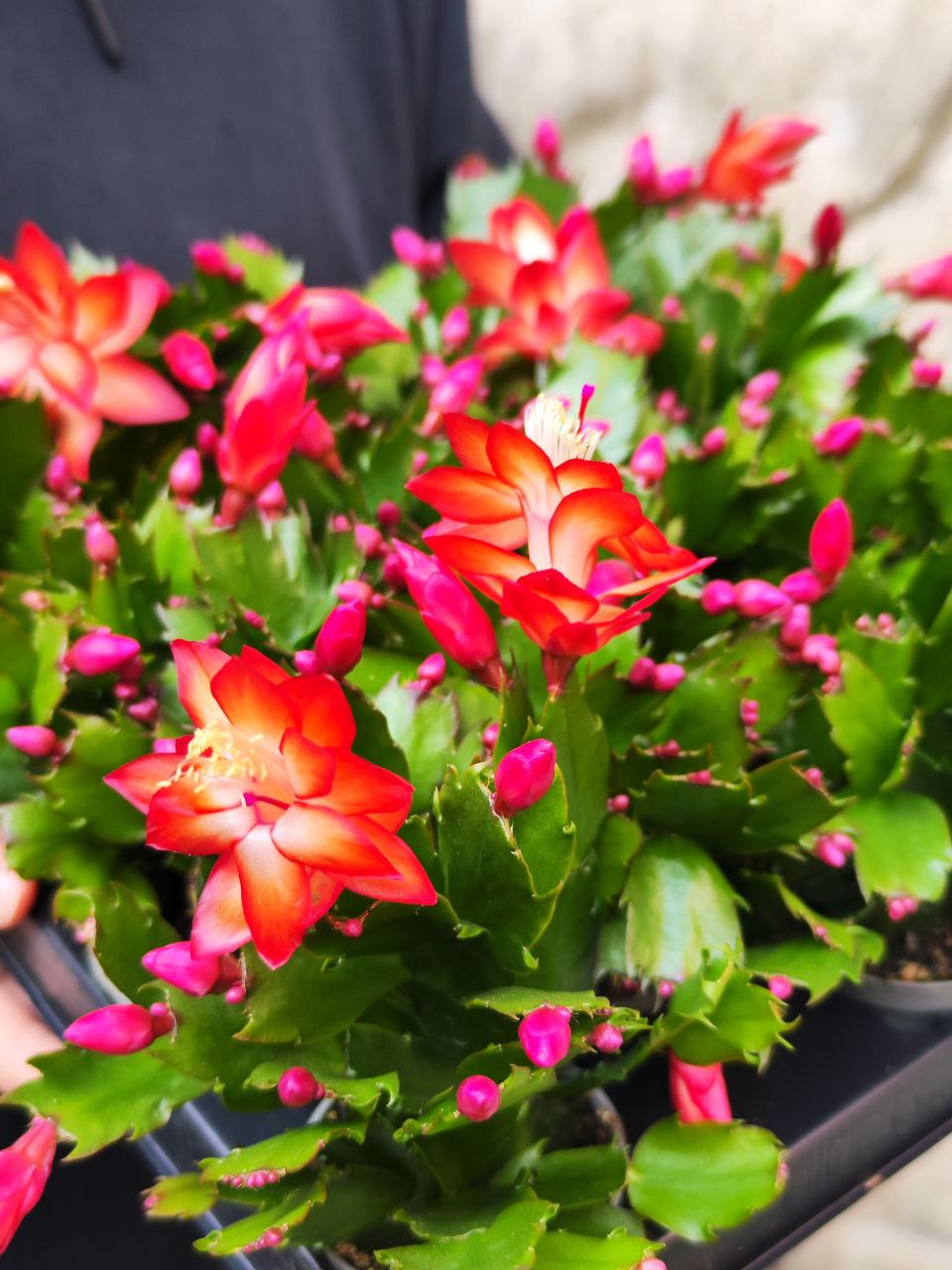 Декабрист Оранжевый, или Шлюмбергера (Schlumbergera Tendenza Orange) D6см