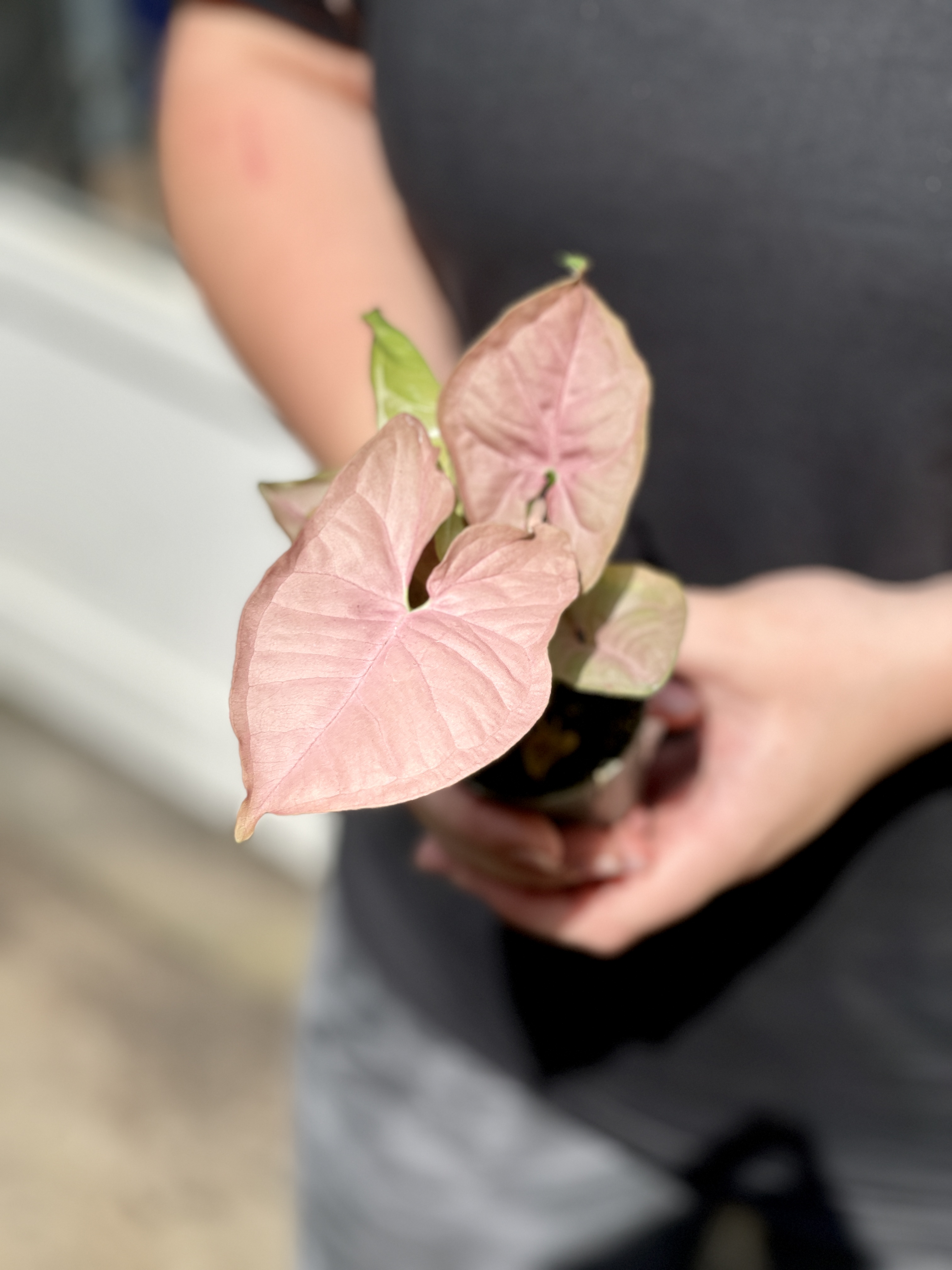 Сингониум Неон (Syngonium Neon) D6см