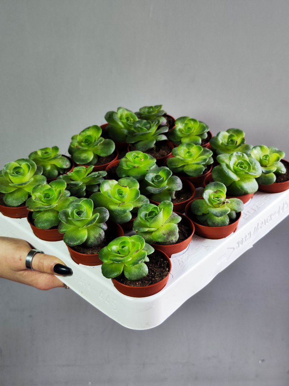 Гриновия Диплоциклум (Greenovia Diplocycla) D5см
