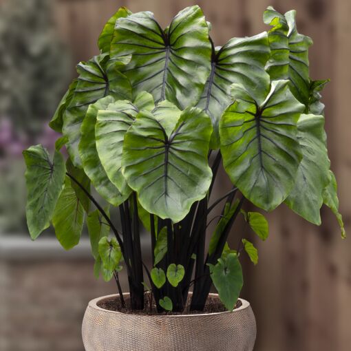 Колоказия Маска Фараона Черная (Colocasia Pharaoh's Mask) D21см (КЛУБНИ)