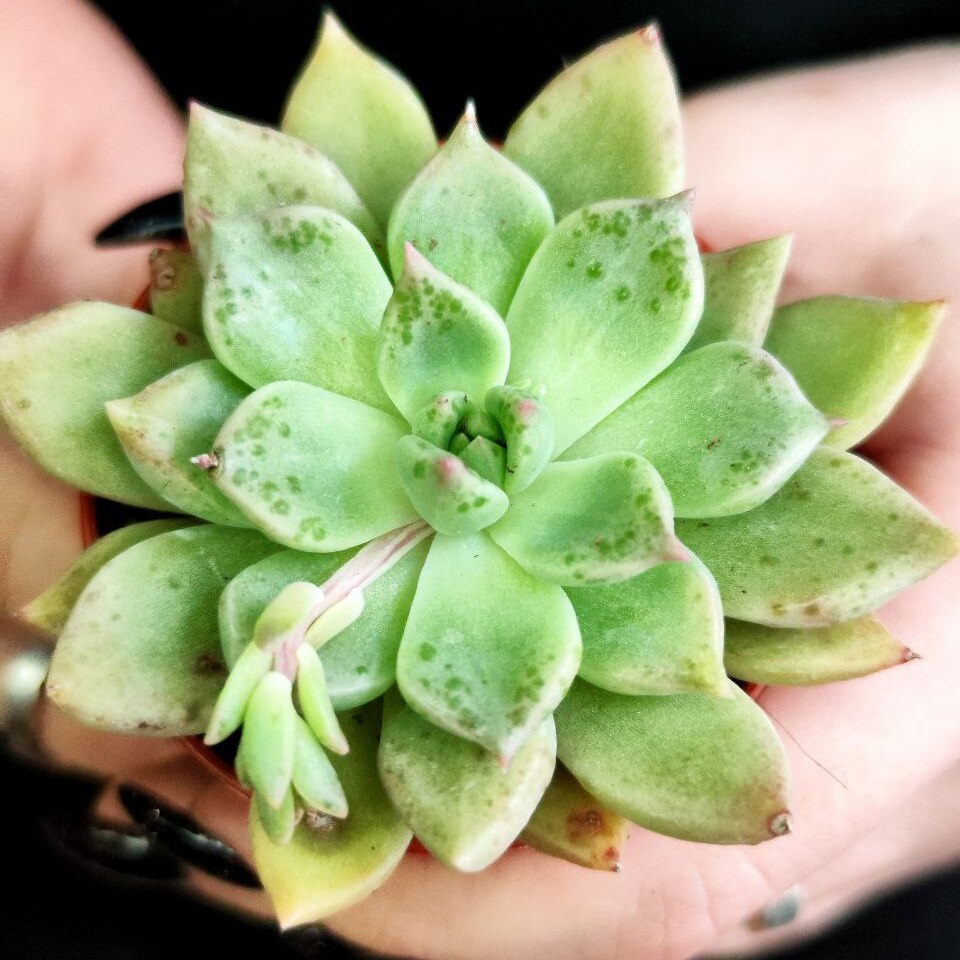 Эхеверия Бейкери (Echeveria Backery) D5см