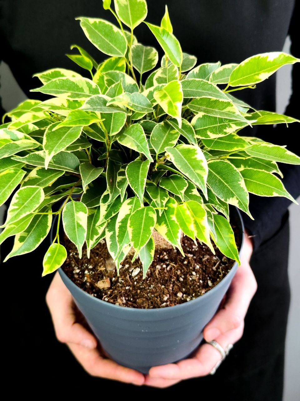 Фикус Кинки (Ficus Benjamina Kinky), пересаженный D12см