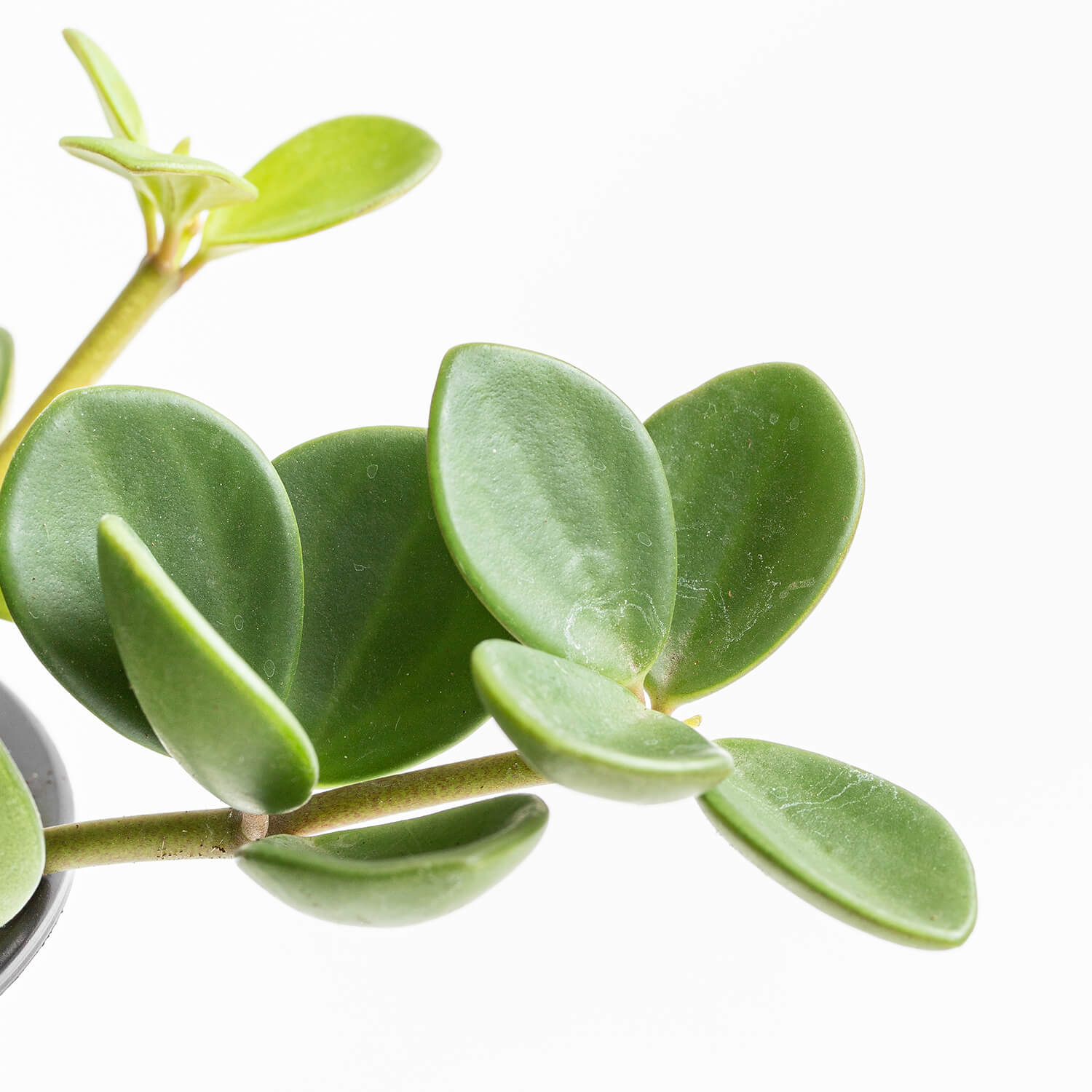 Пеперомия Тетрафилла Хоуп (Peperomia Tetraphylla Hope) D5см