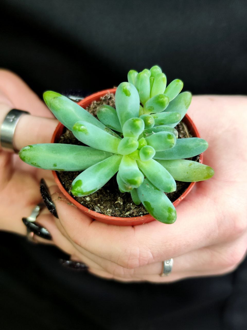 Седум Толстолистный, или Пахифиллюм (Sedum Pachyphyllum) D5см
