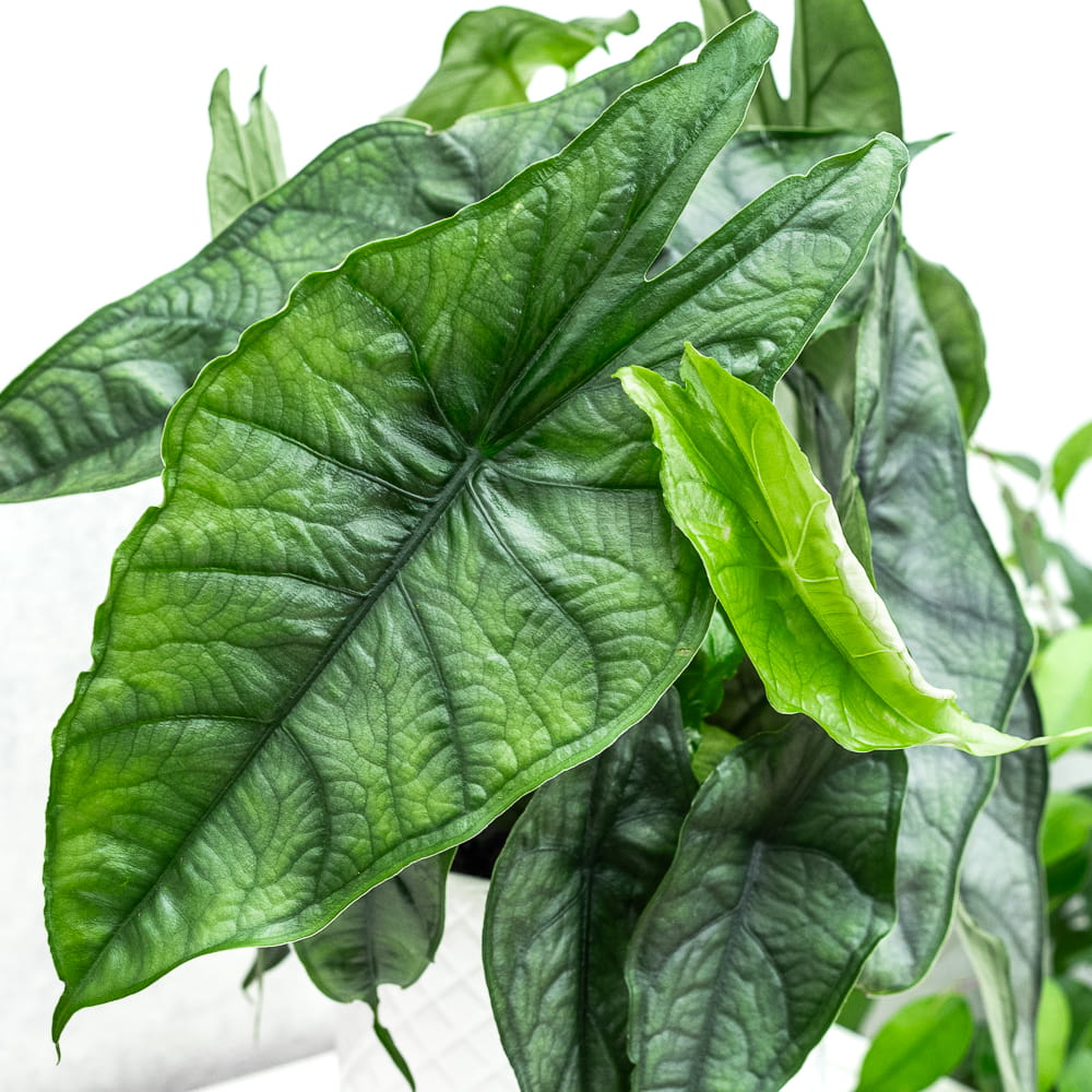 Алоказия Хетерофилла Дыхание Дракона (Alocasia Heterophylla Dragon’s Breath) D6см