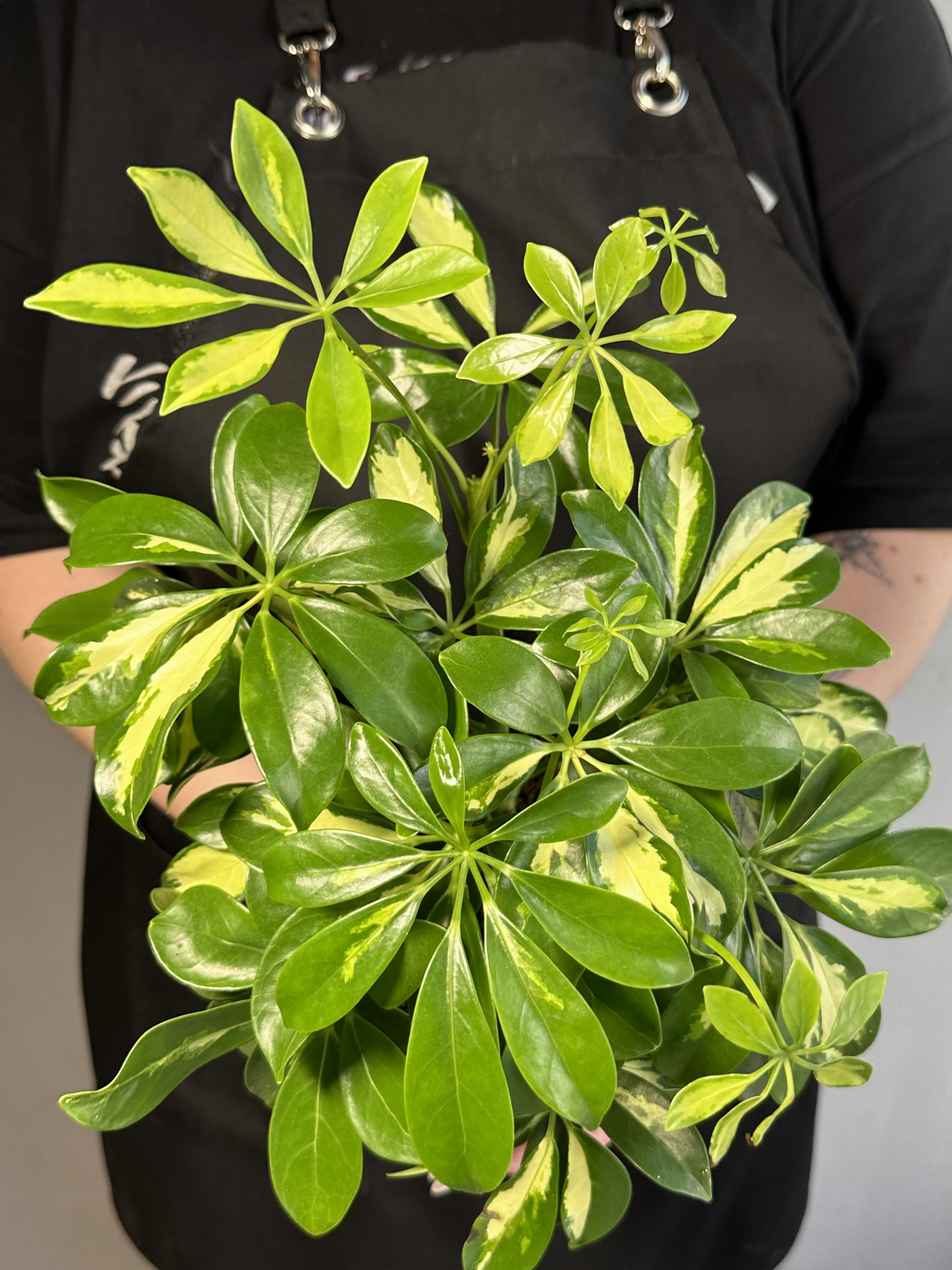 Шеффлера Мадам де Смет (Schefflera Madame De Smet) D12см